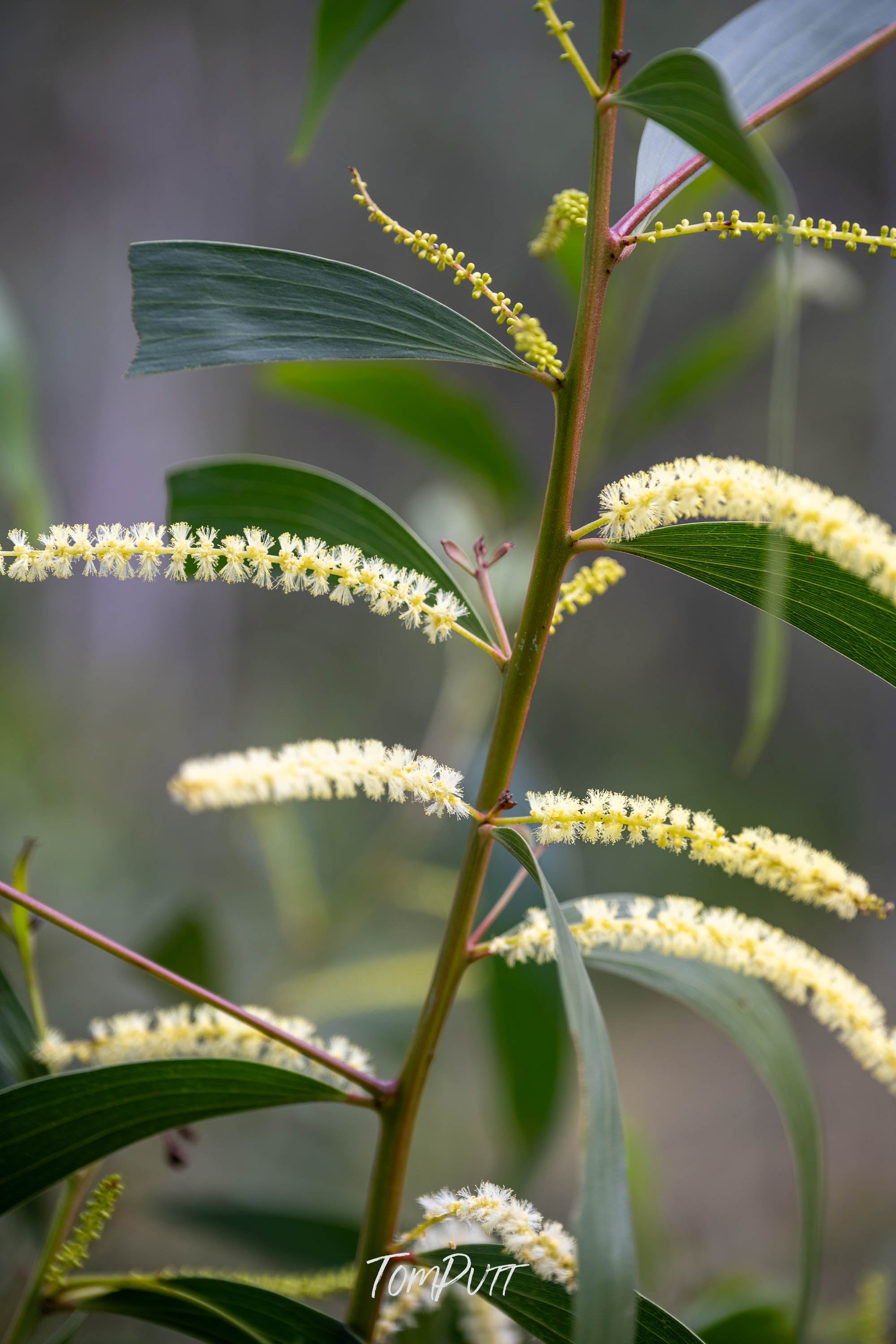 Carnarvon Wattle