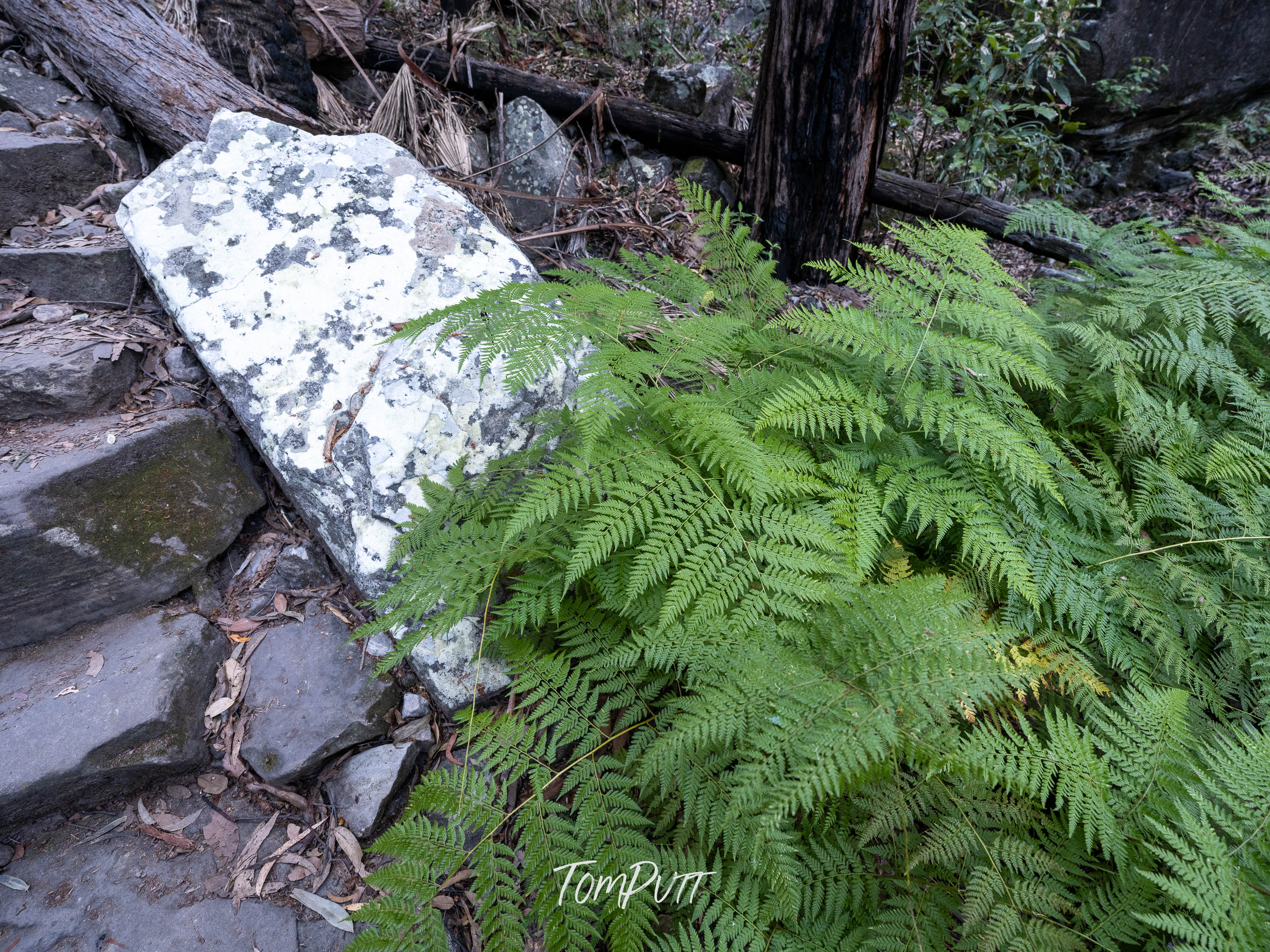 Ruggered Path, Carnarvon Gorge