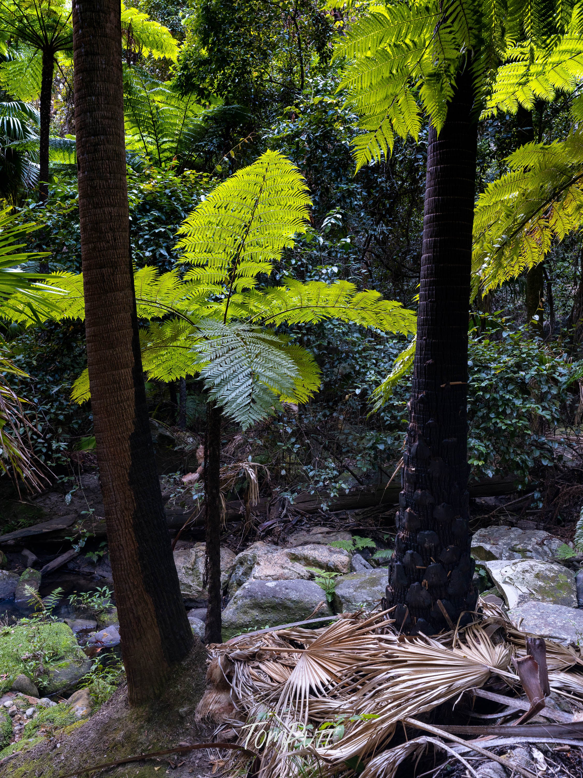 Carnarvon Greenscape