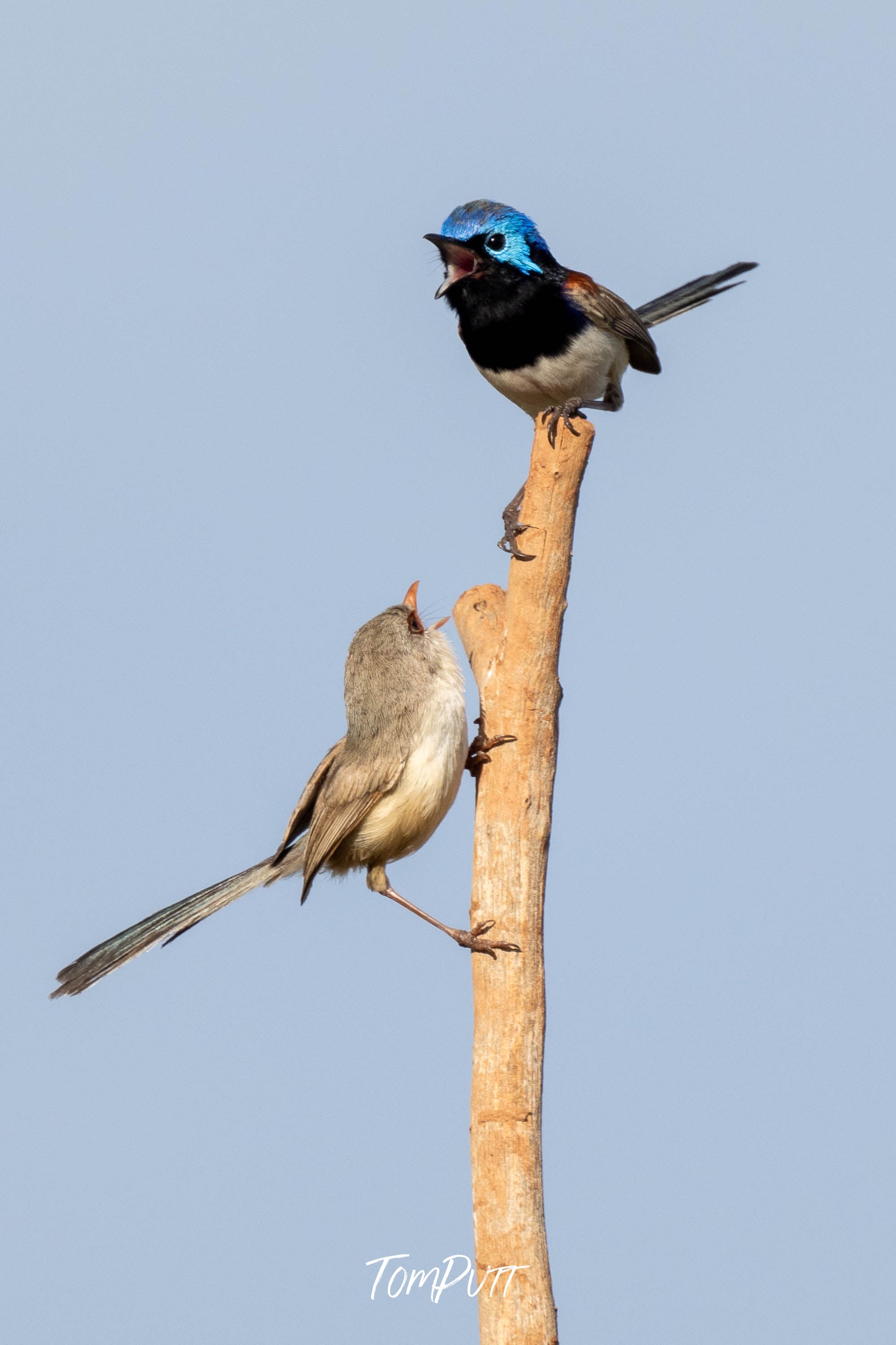 Purple-Backed Fairy Wren Duet