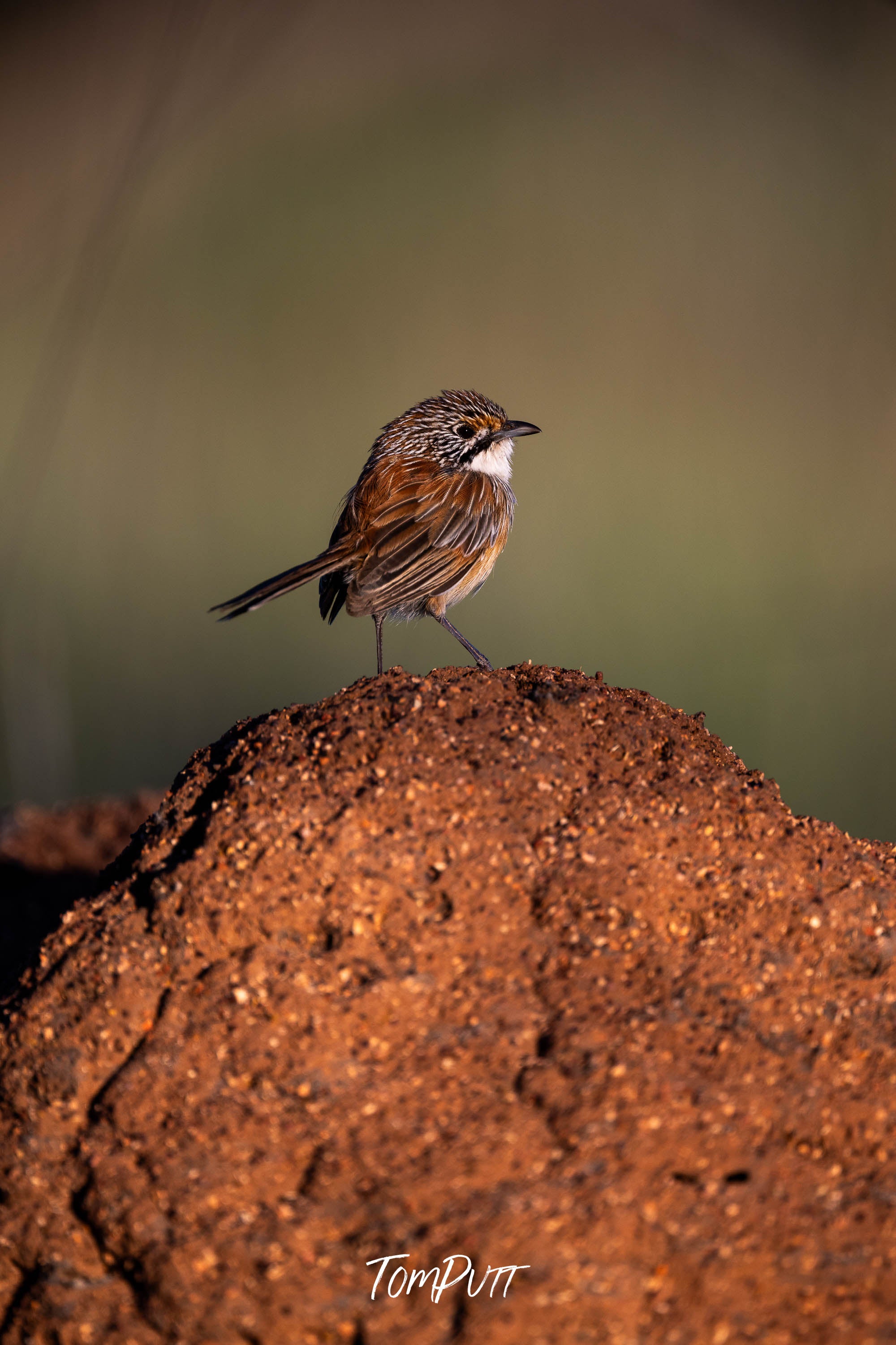 Opalton Grasswren Lookout