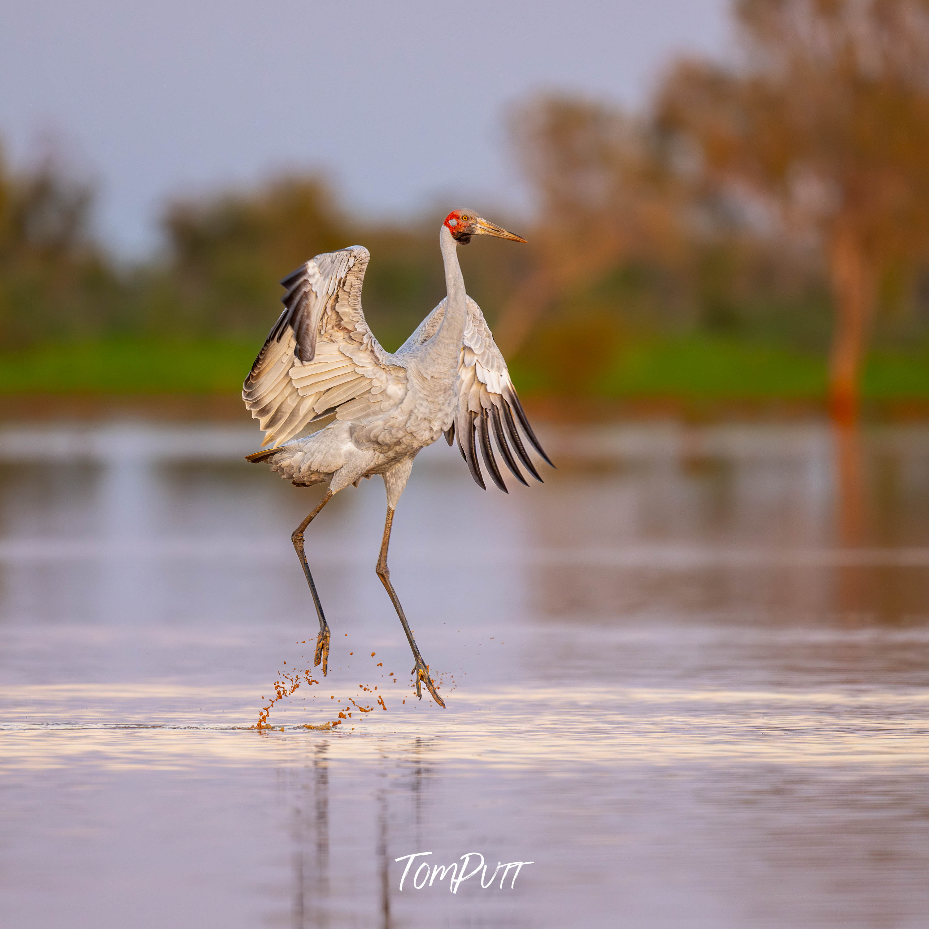 Brolga Launching