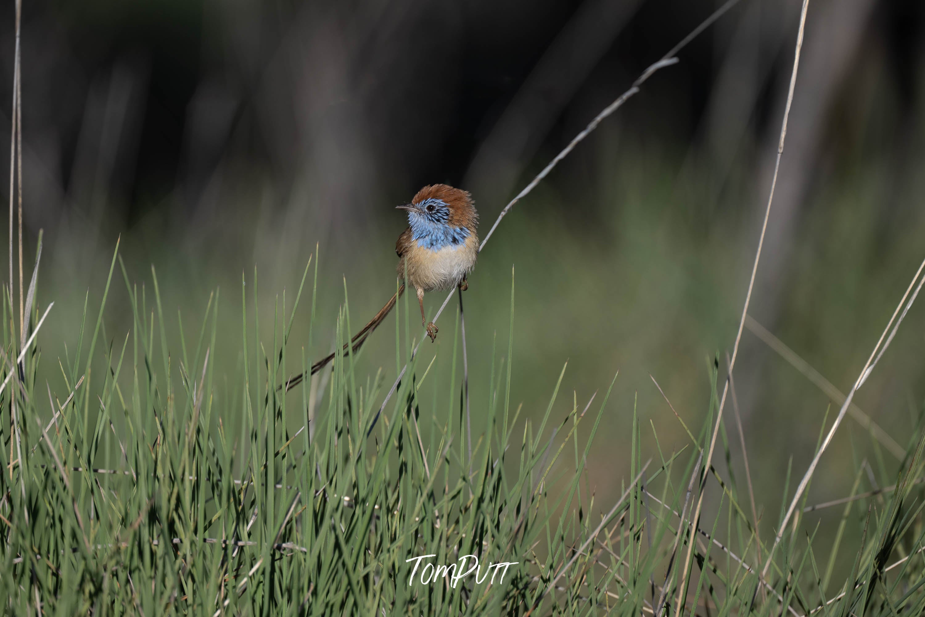 Rufous-Crowned Emu-Wren
