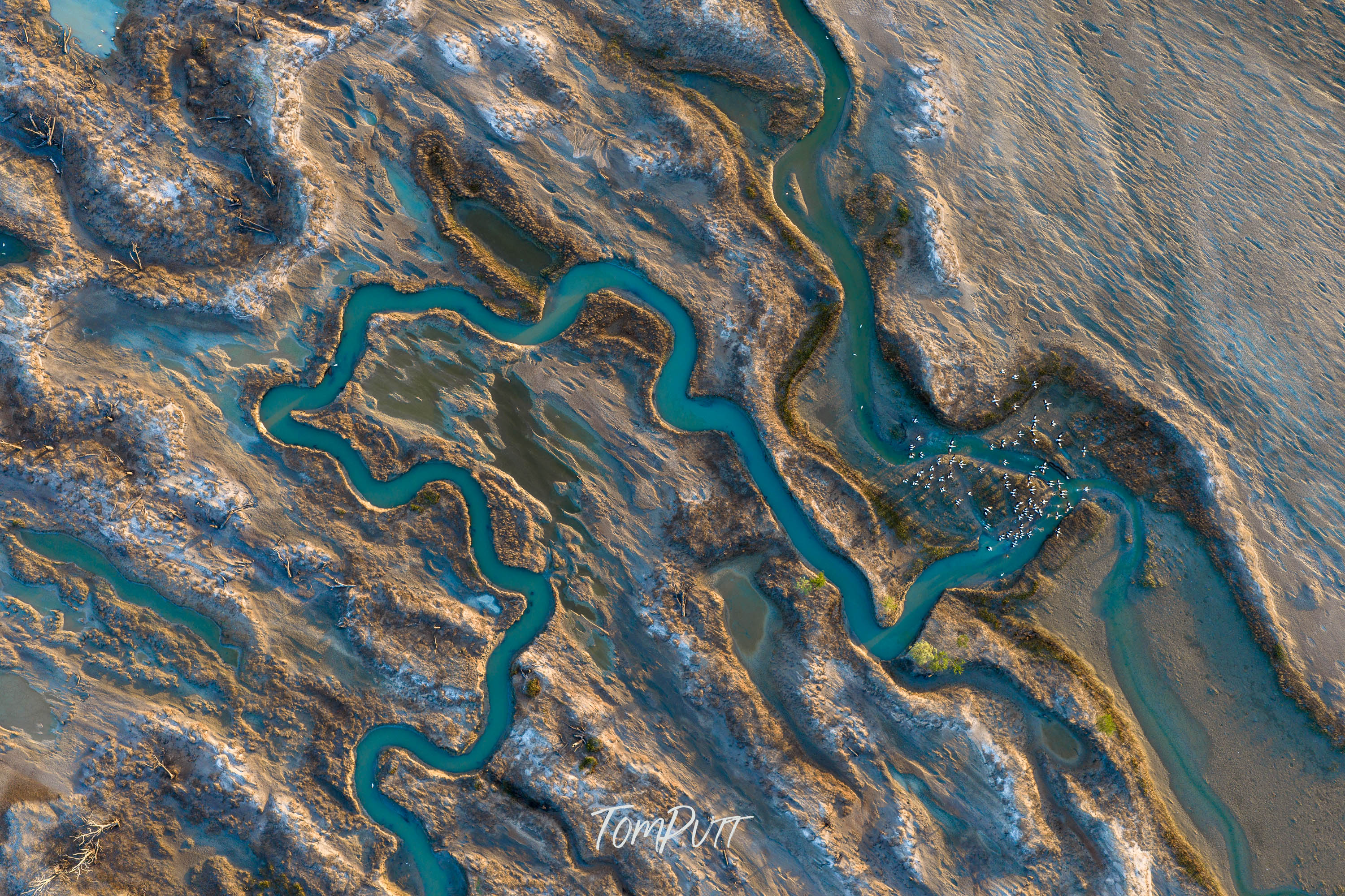 Blue Veins, Gulf Country