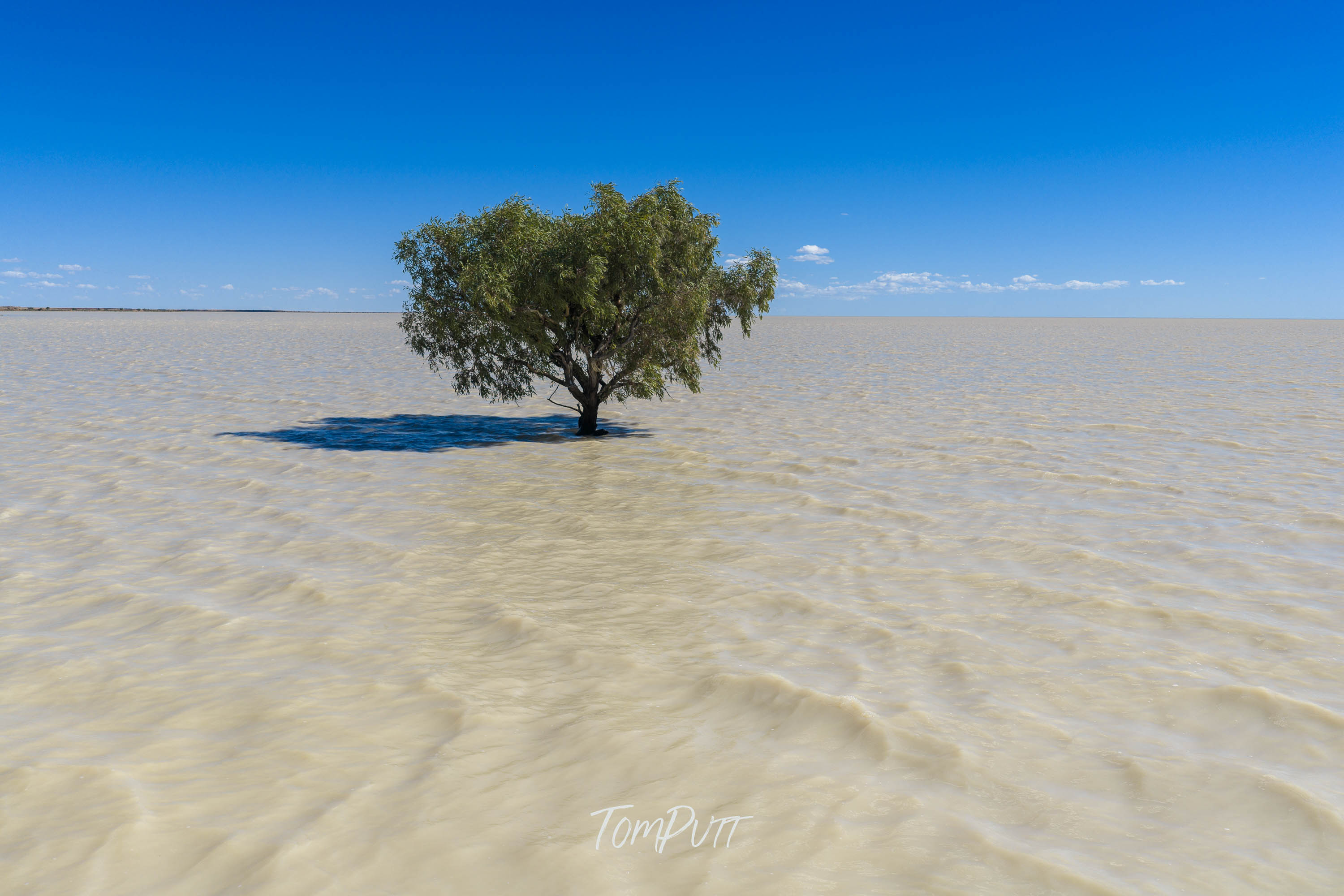 Flooded Tree, Channel Country