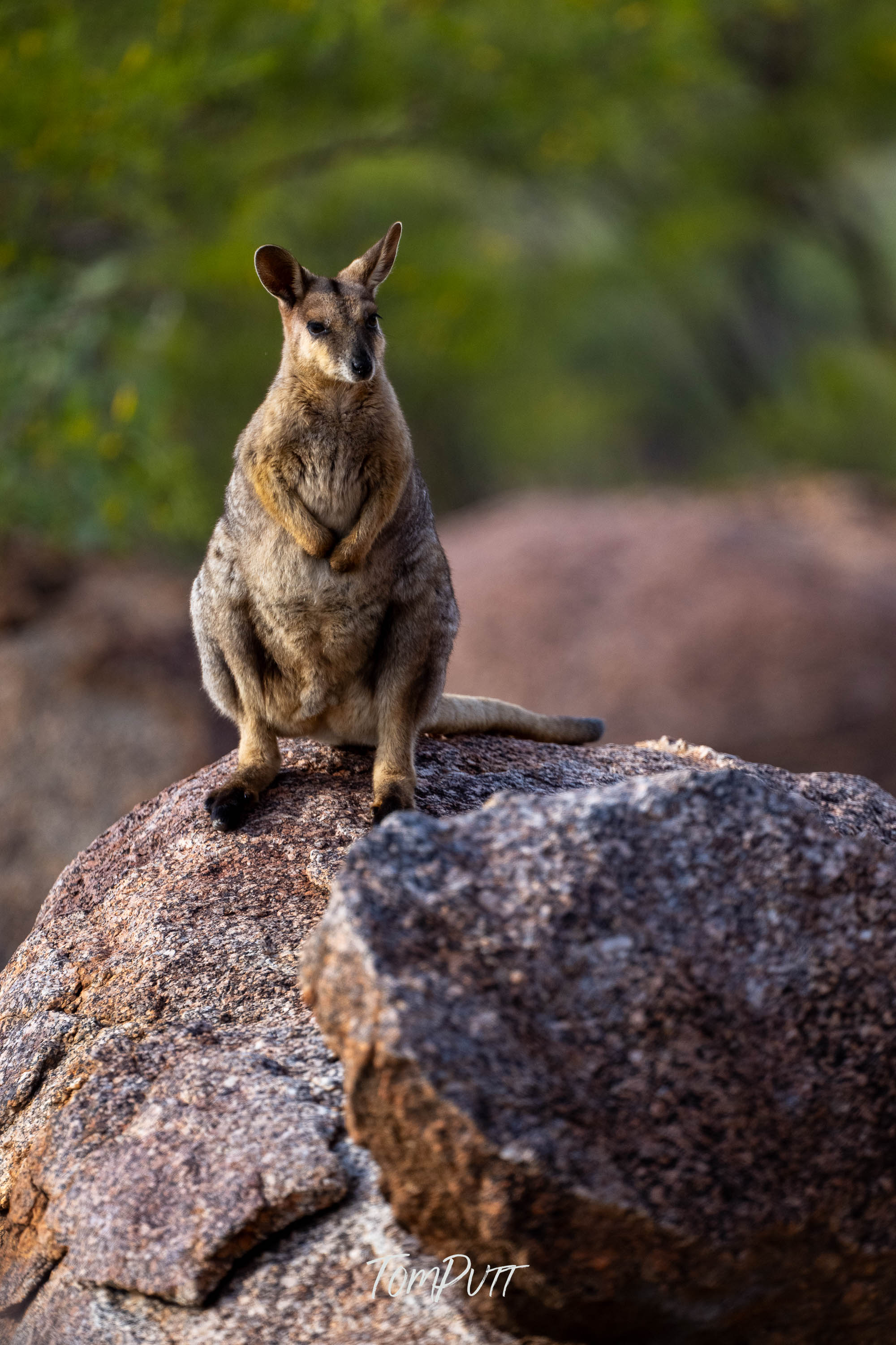 The Boss. Purple-Necked Rock Wallaby