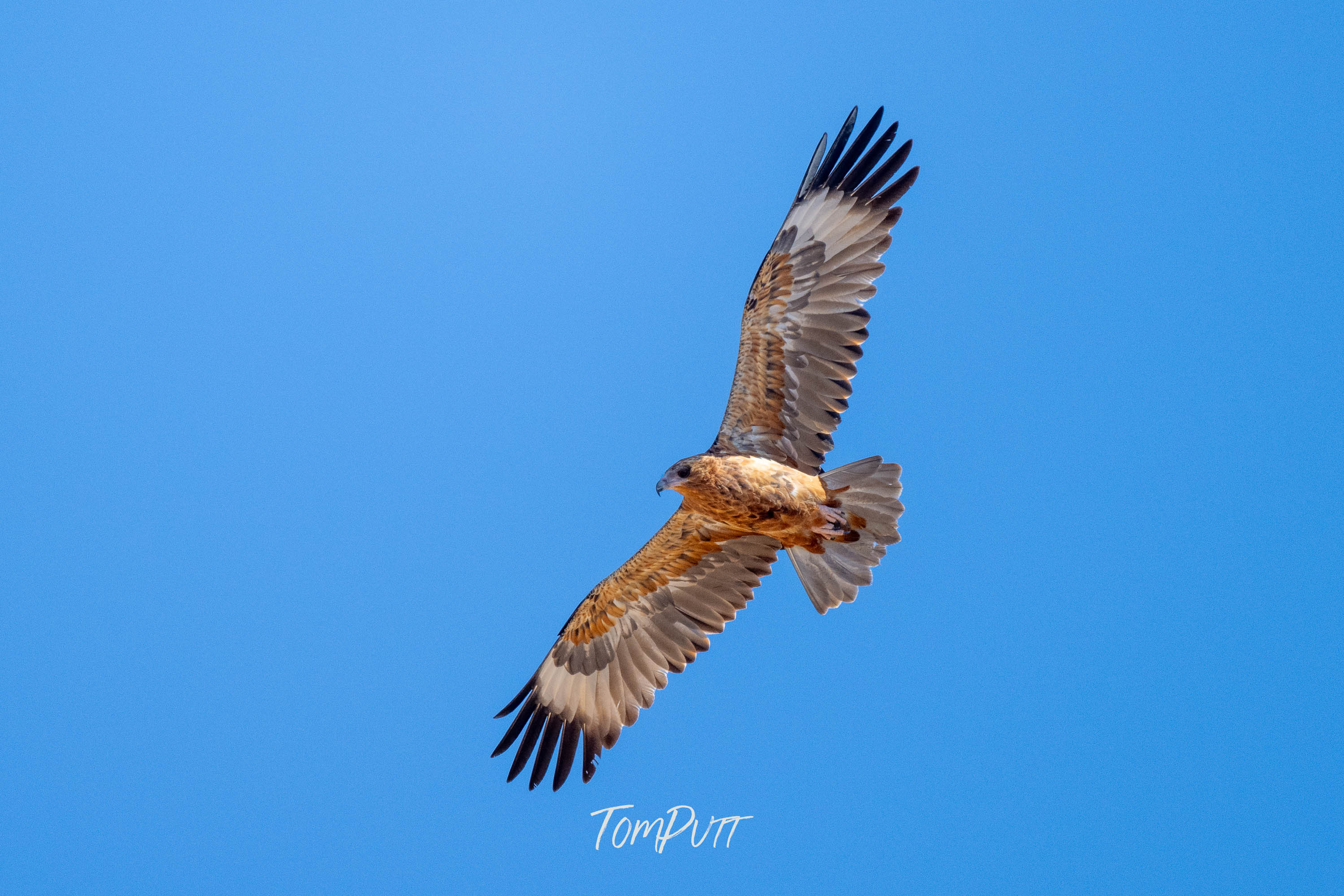 Soaring. Black-Breasted Buzzard