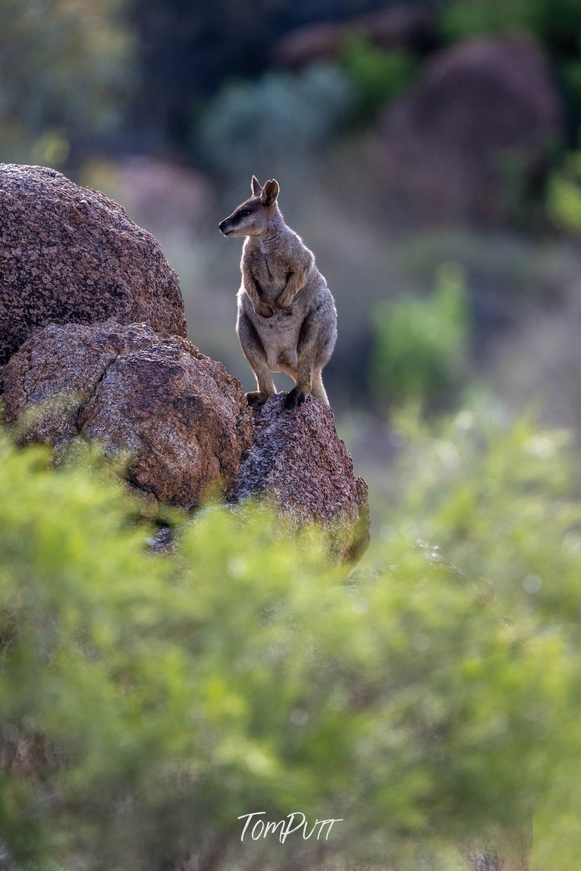 Perched. Purple-Necked Rock Wallaby