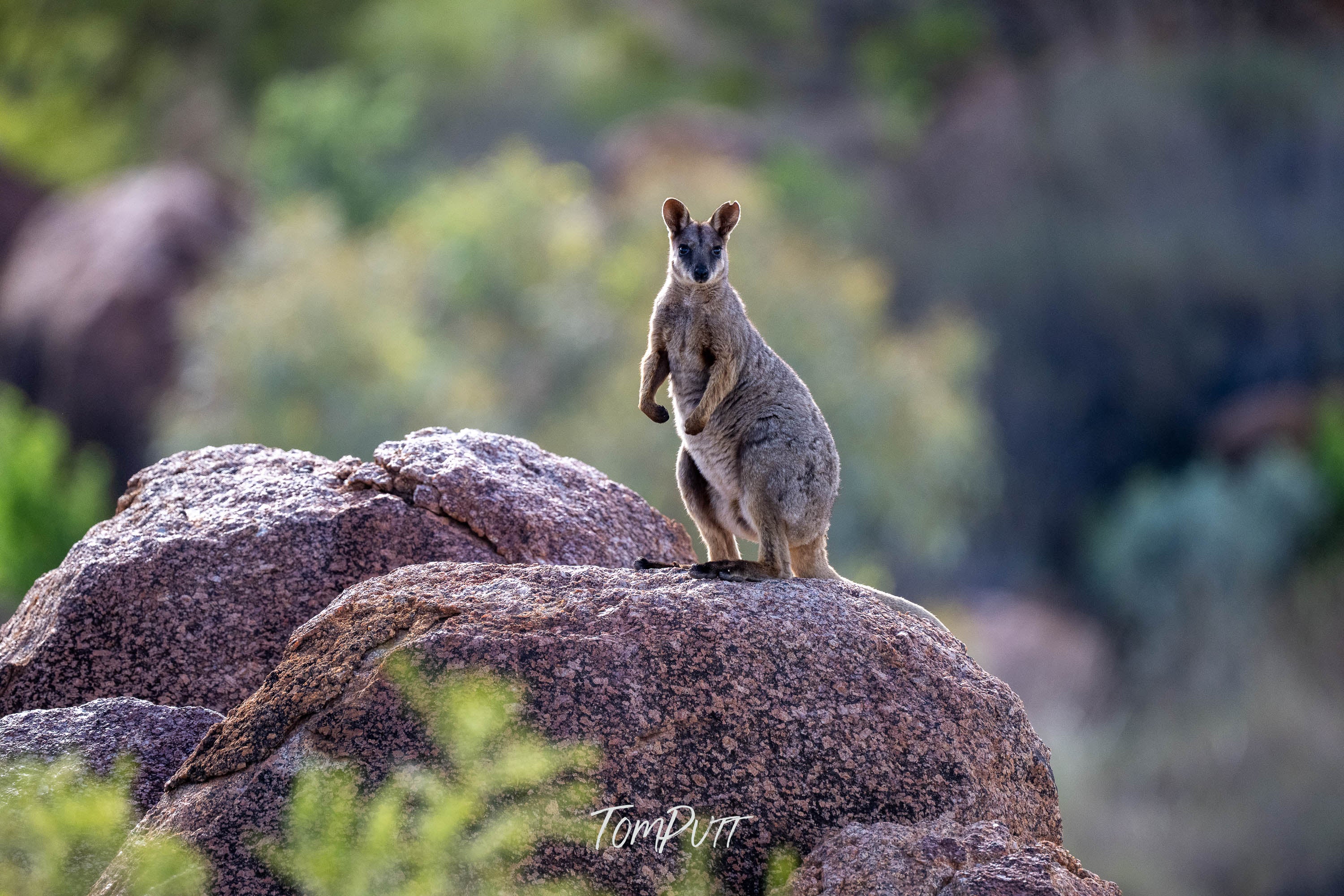 Alert. Purple-Necked Rock Wallabby