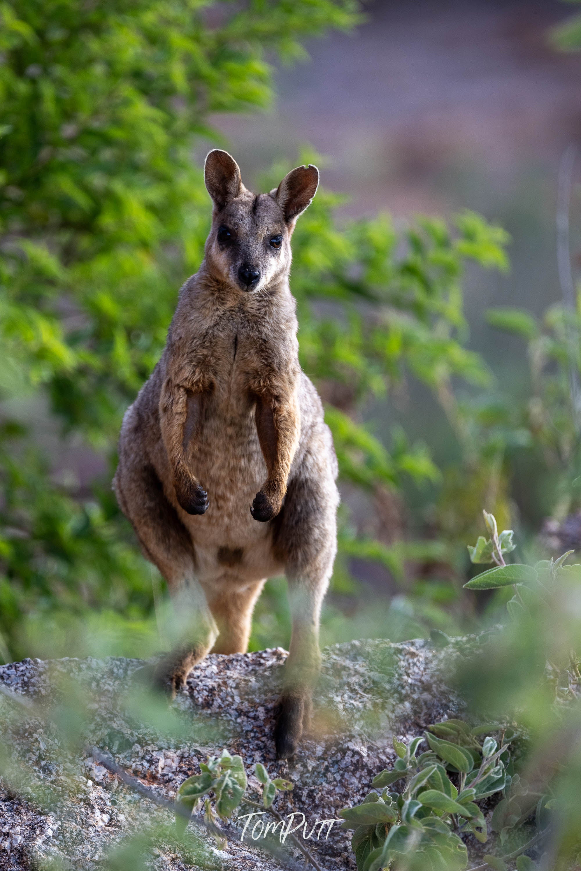 Sentinel. Purple-Necked Rock Wallaby
