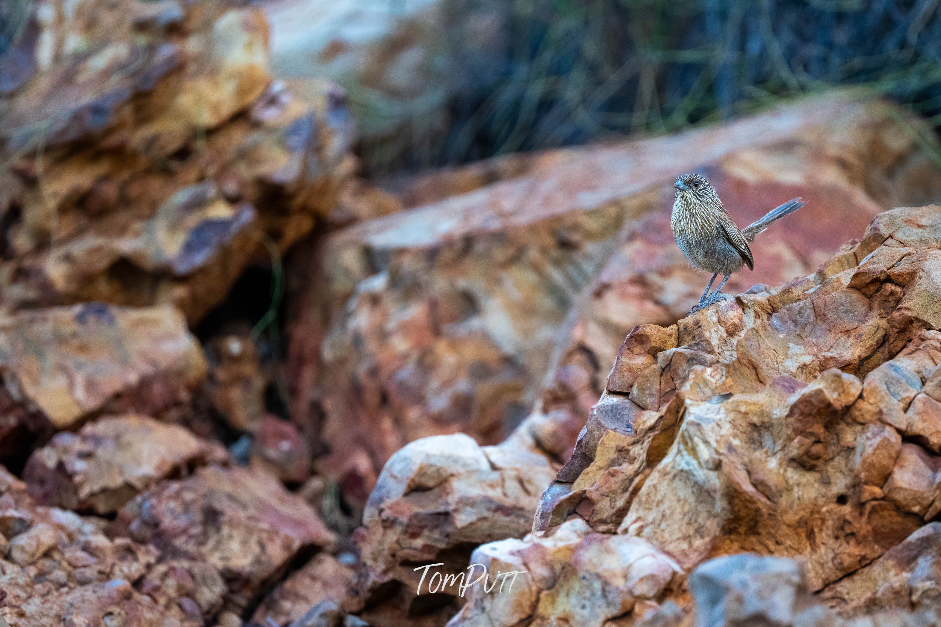 Lookout, Kalkadoon Grasswren