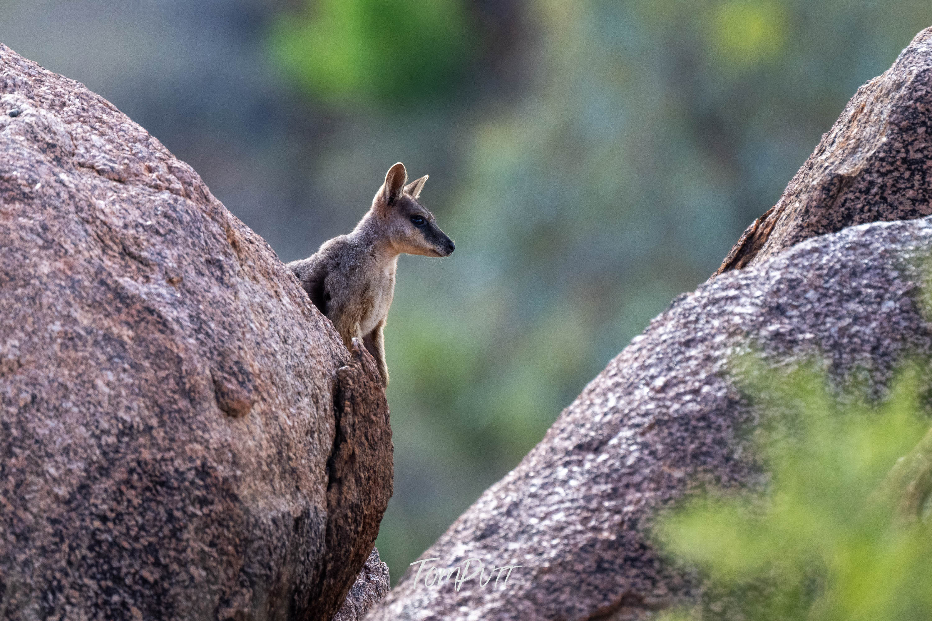 Inbetween. Purple-Necked Rock Wallaby