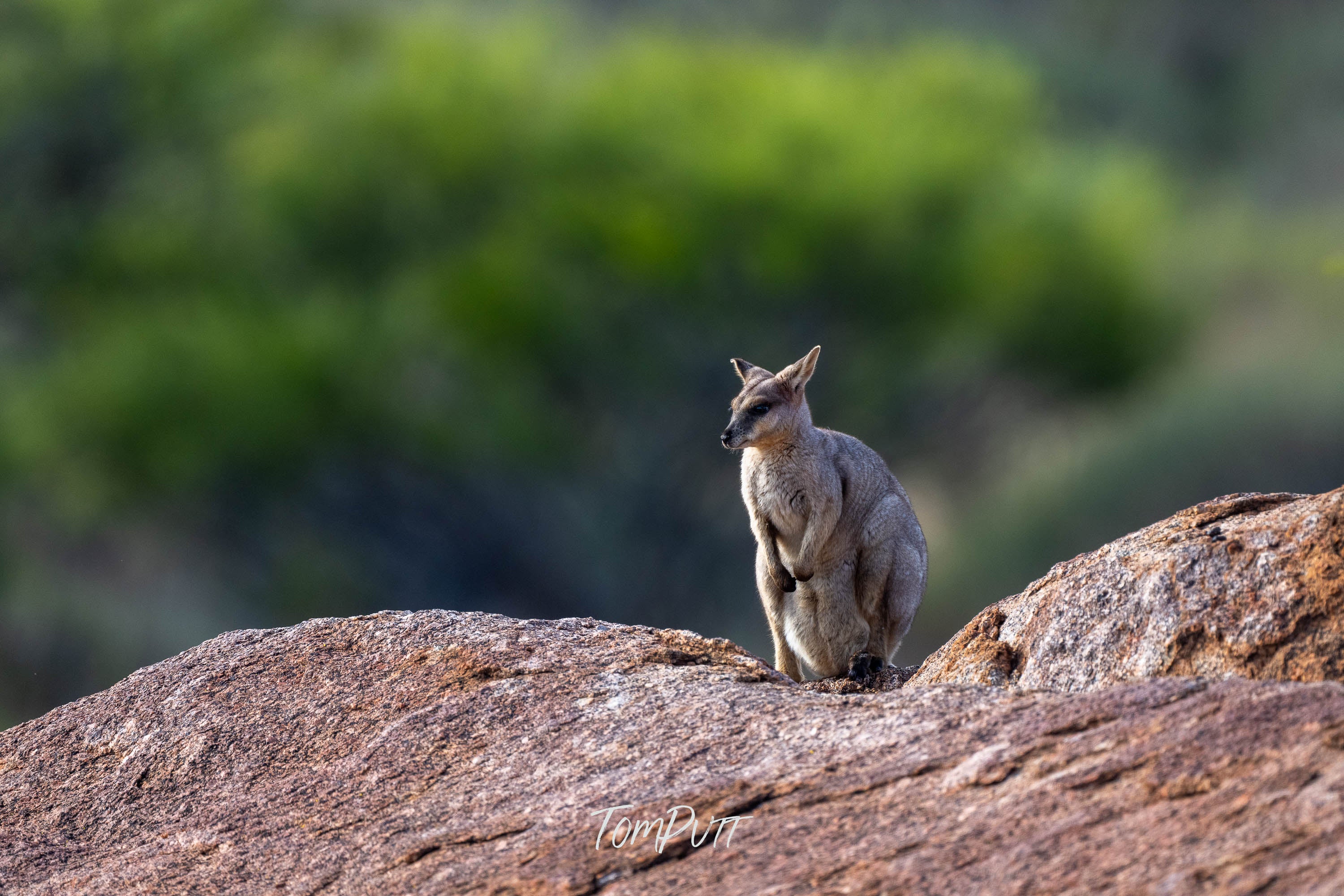 Vigilant Purple-Necked Rock Wallaby