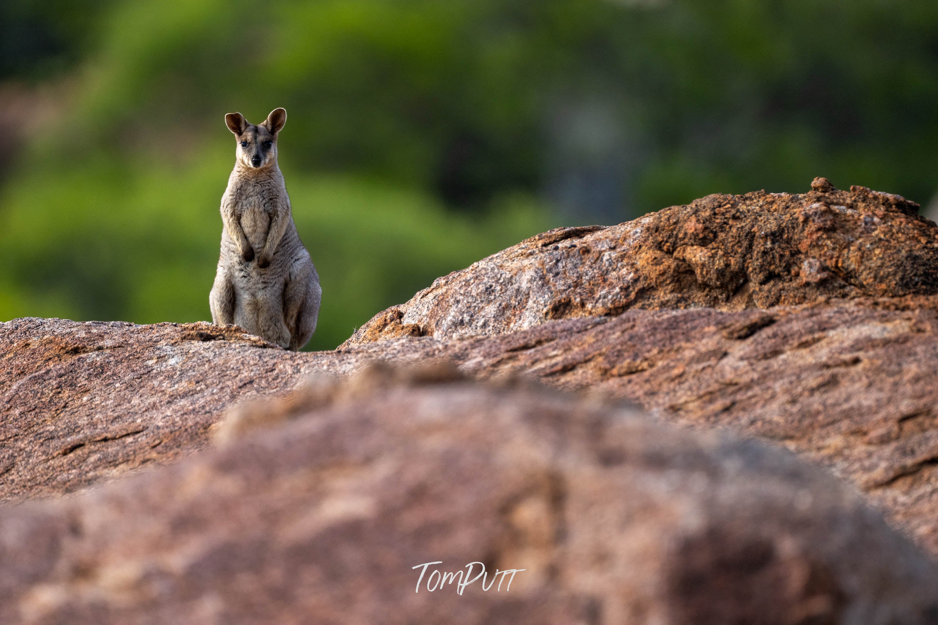 Upright. Purple-Necked Rock Wallaby