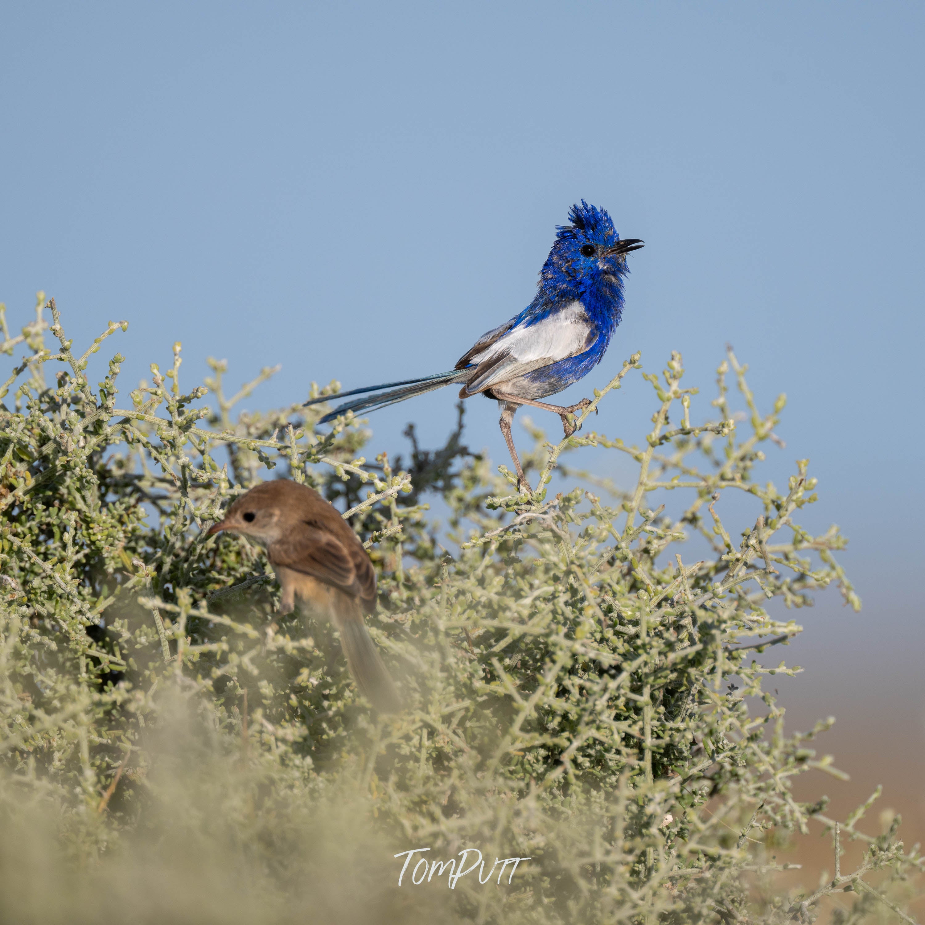 Soloist. White-Winged Fairy Wren