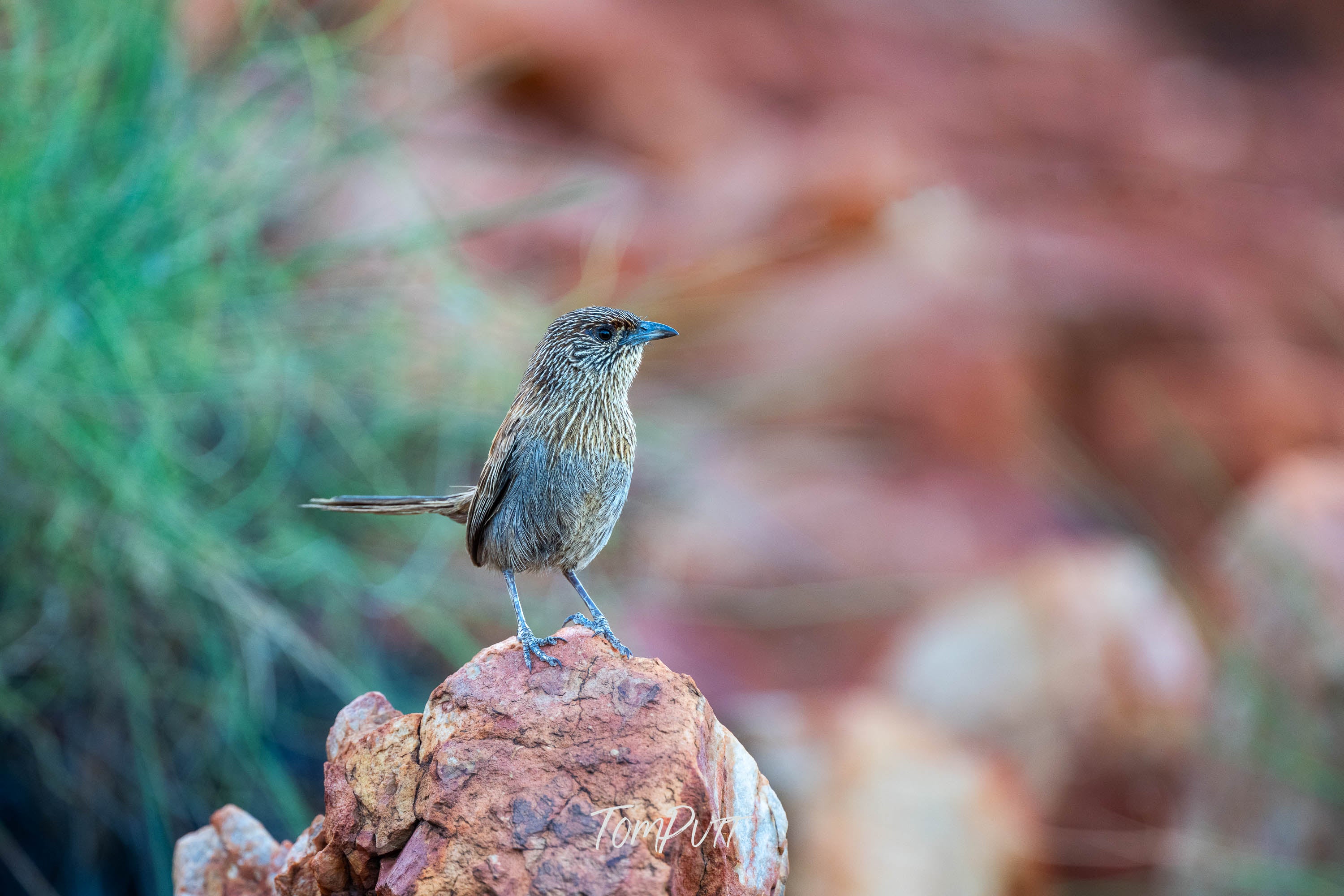 Keeping Guard. Kalkadoon Grasswren