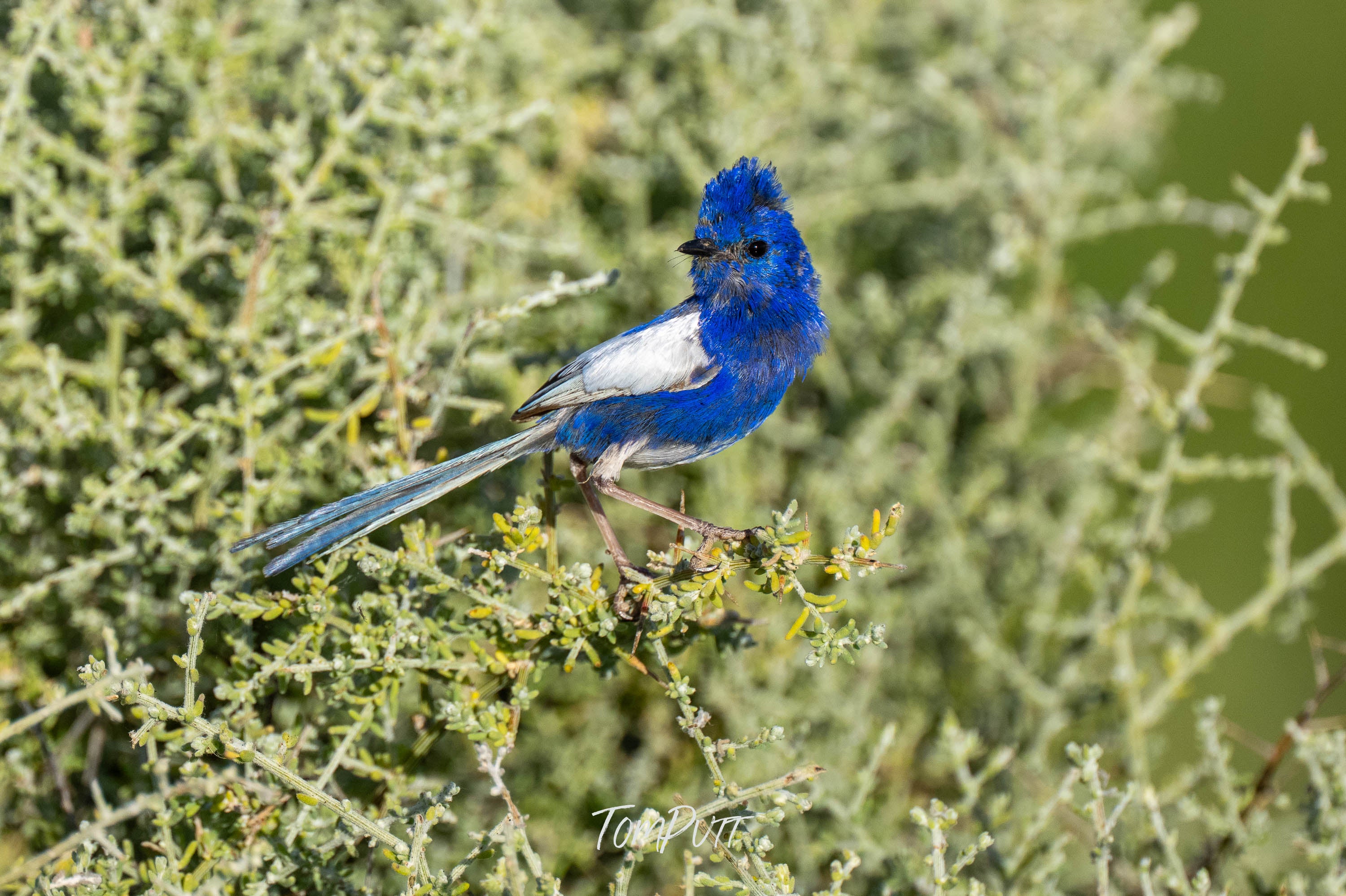 Regal Blue. White-Winged Fairy Wren