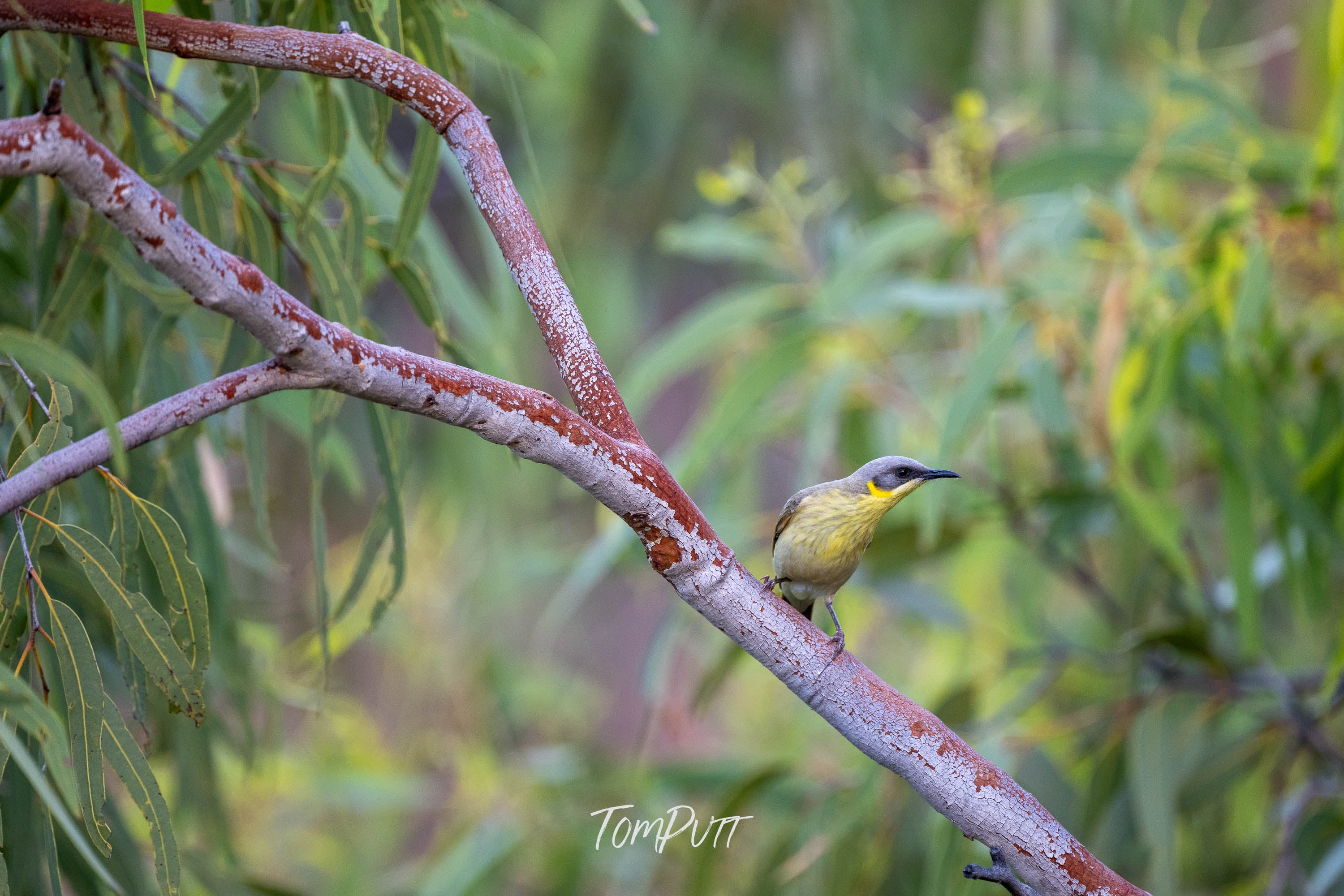 Grey-Headed Honeyeater, Channel Country