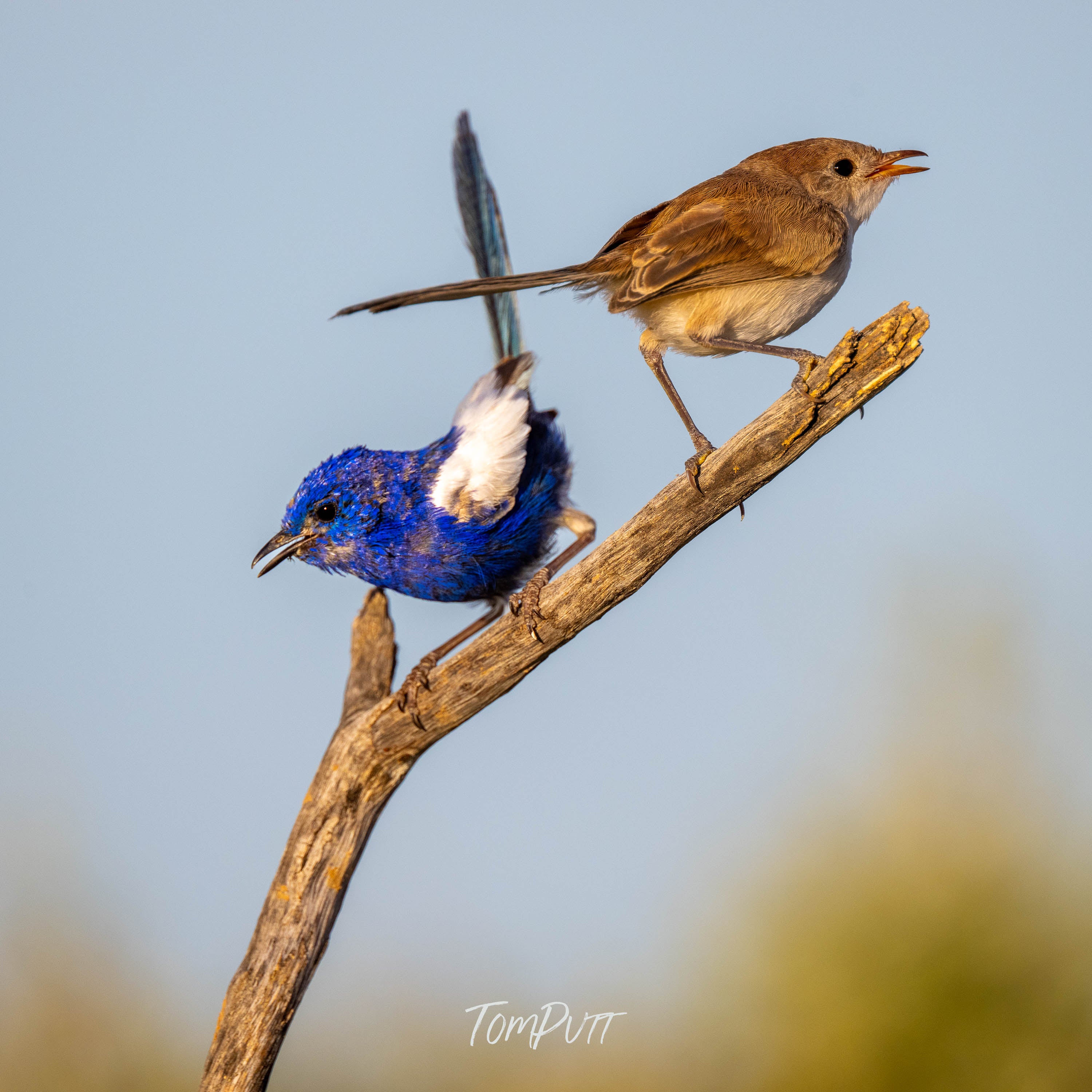 Crossed Tails. White-Winged Fairy Wren
