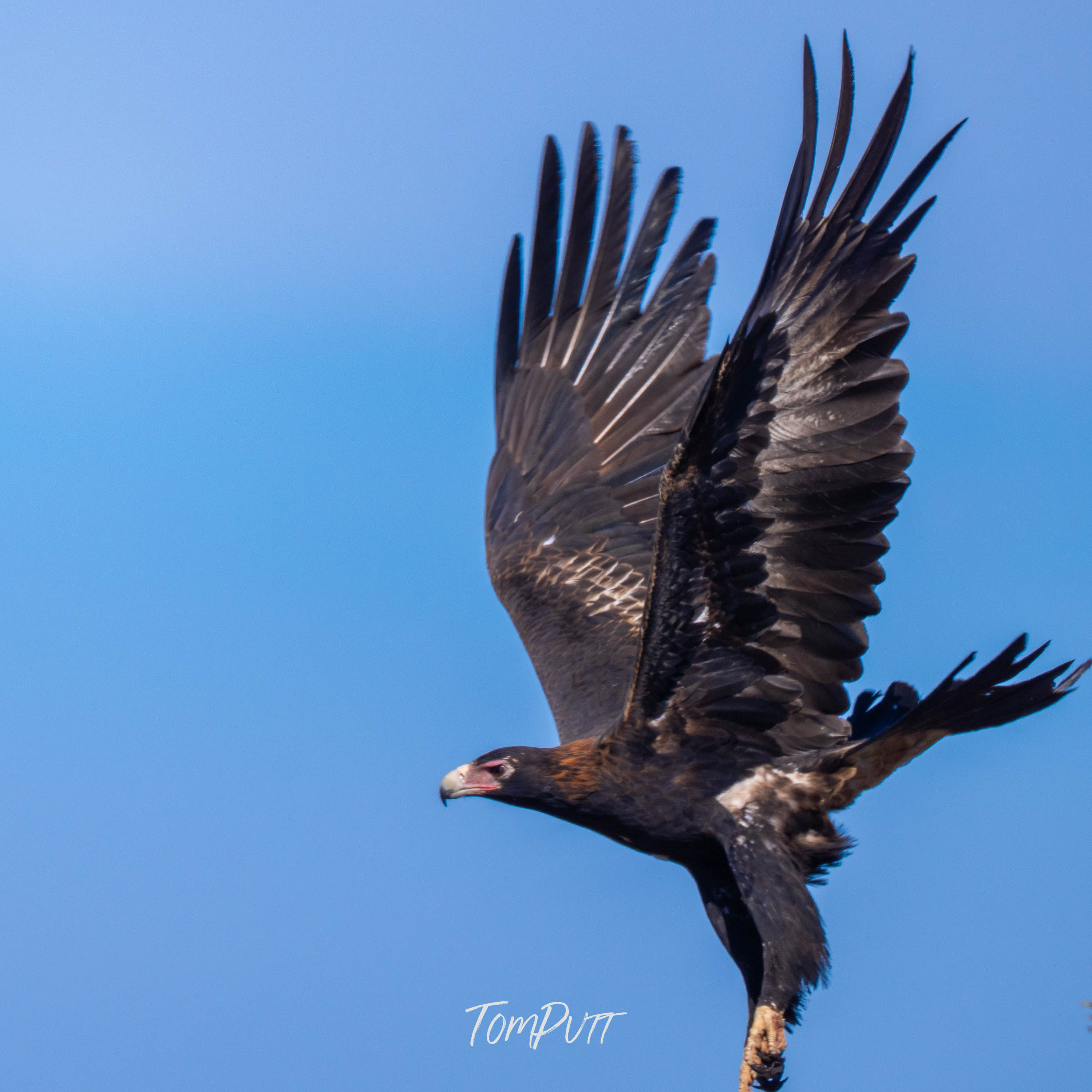Wedge-Tailed Eagle Dance