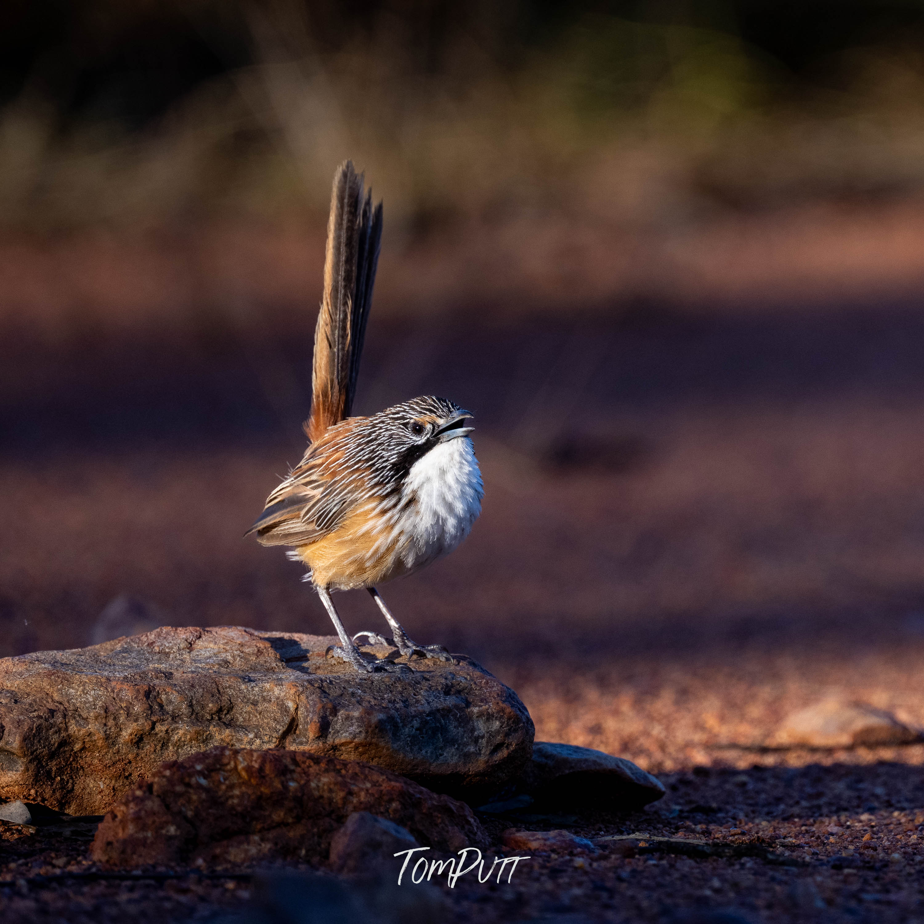 Attention! Carpentarian Grasswren