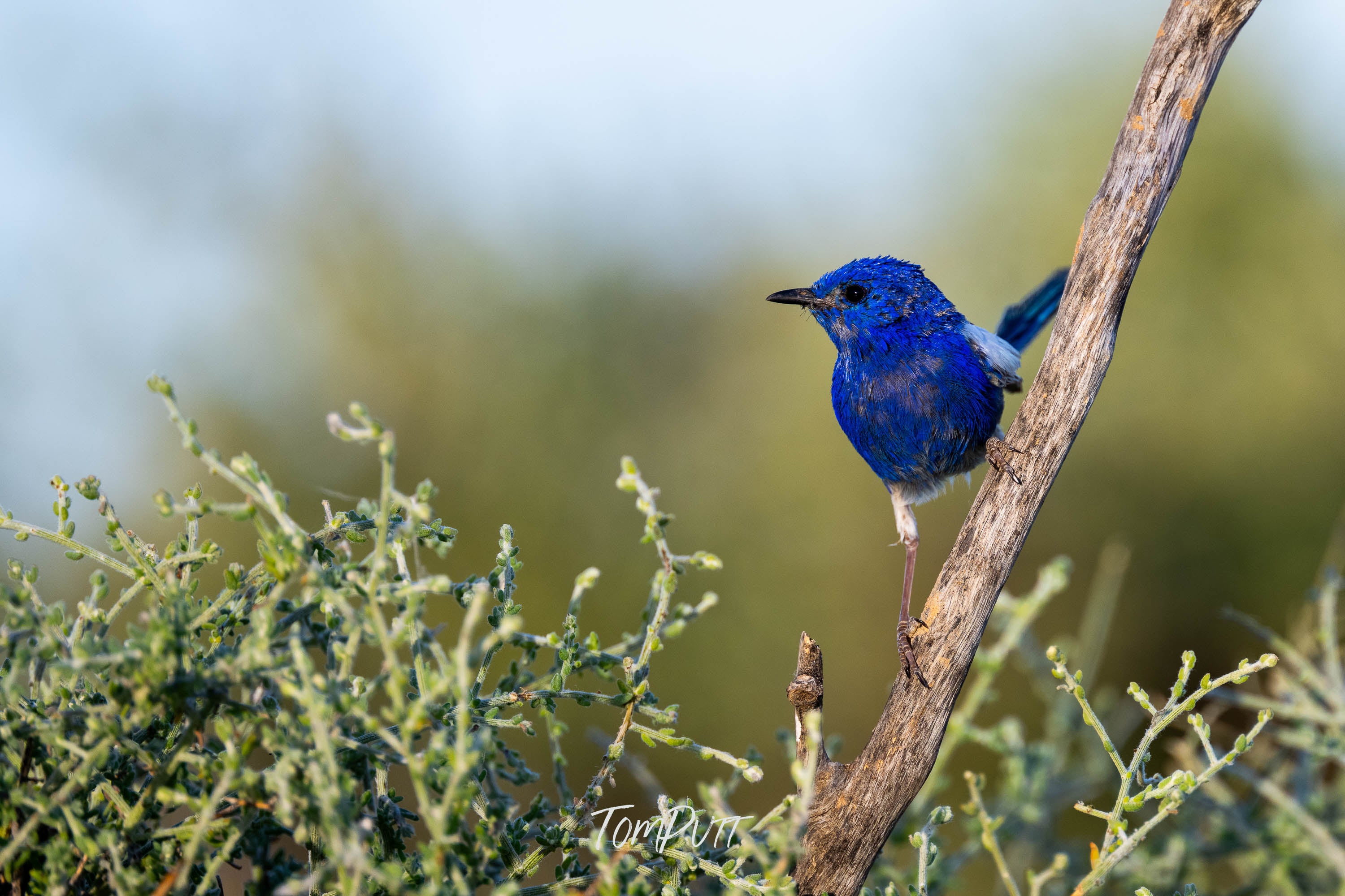 Cobalt Perch. White-Winged Fairy Wren