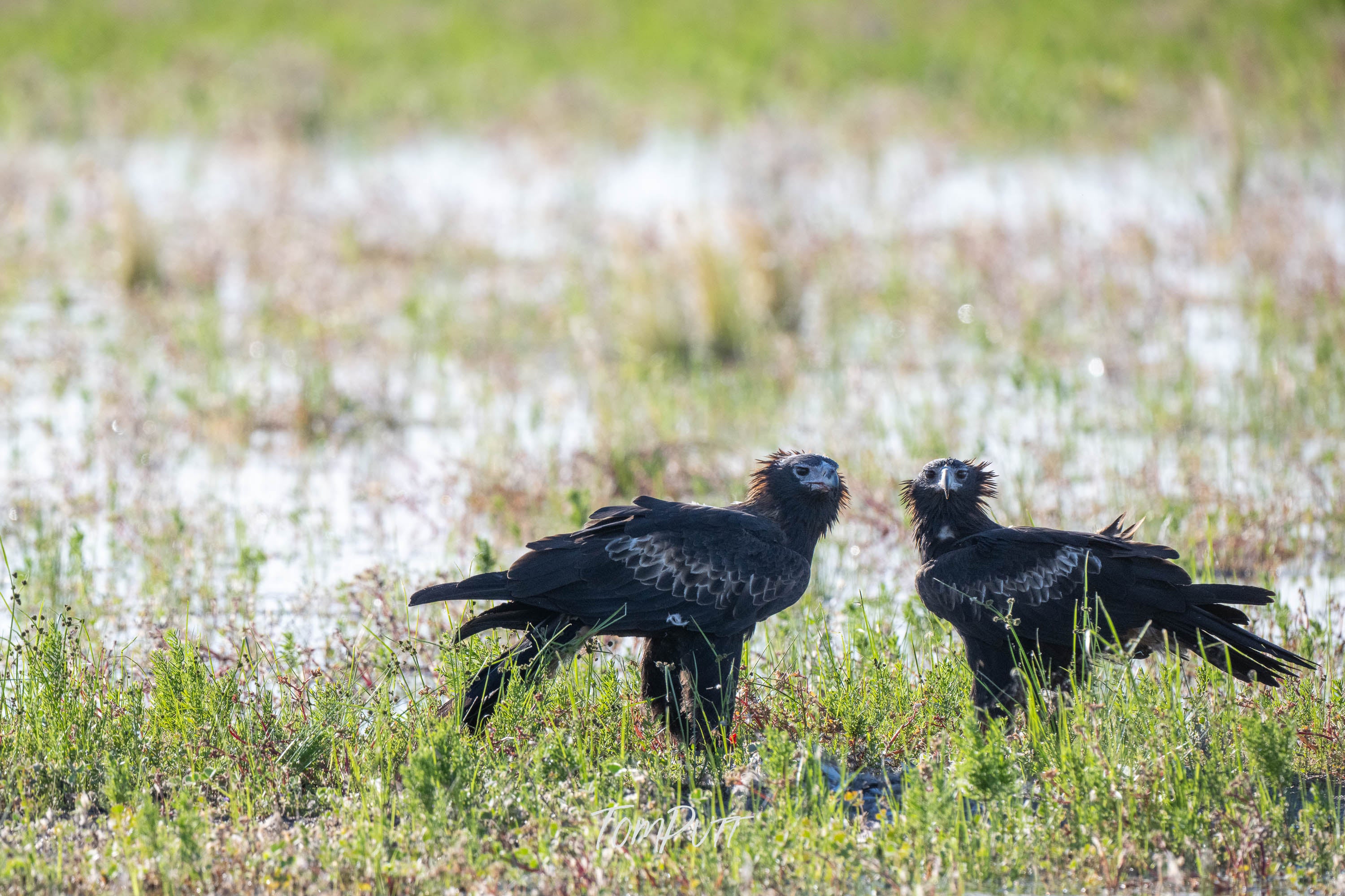 Fine Pair. Wedge-Tailed Eagle