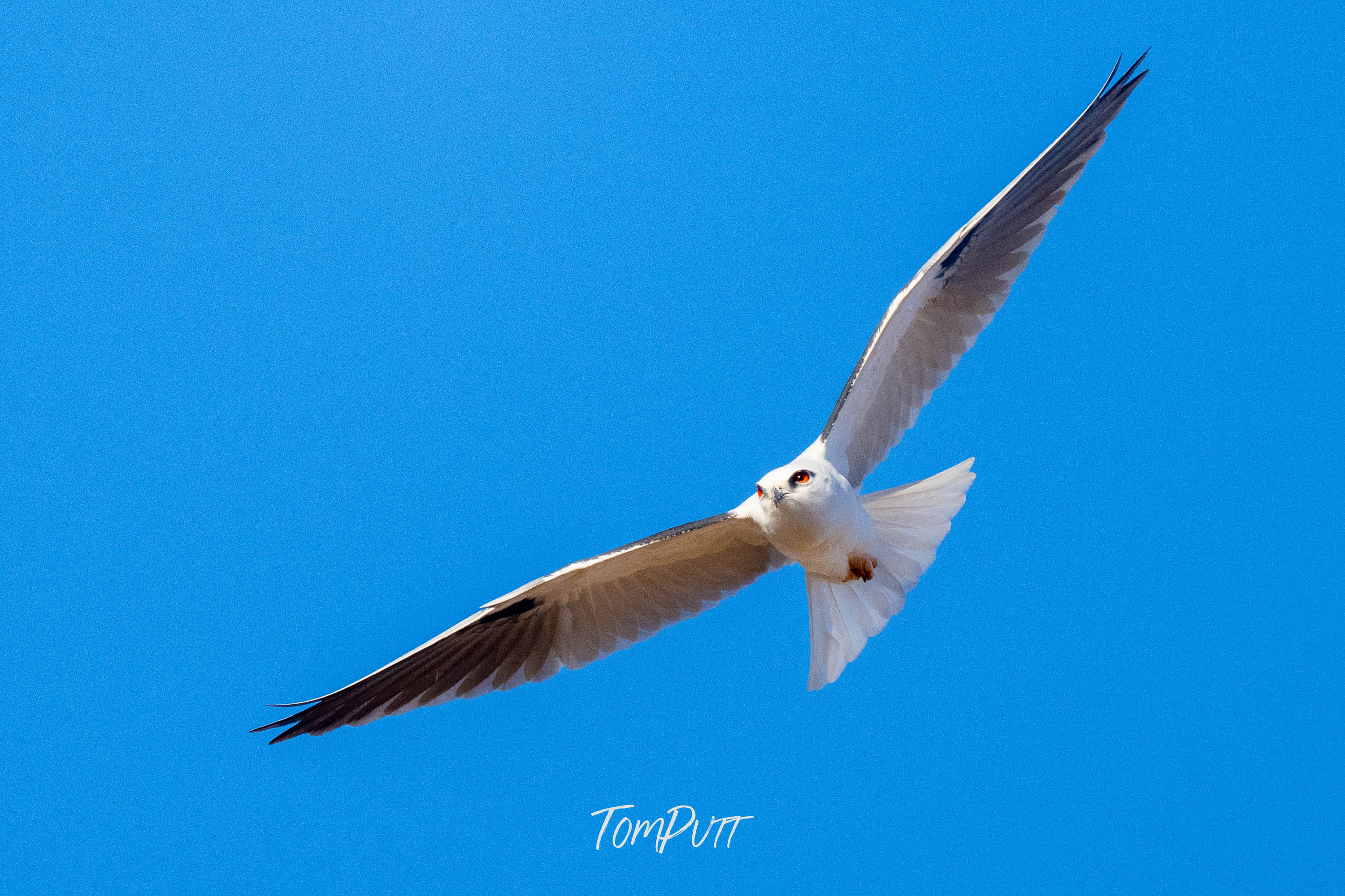 Gliding. Black-Shouldered Kite