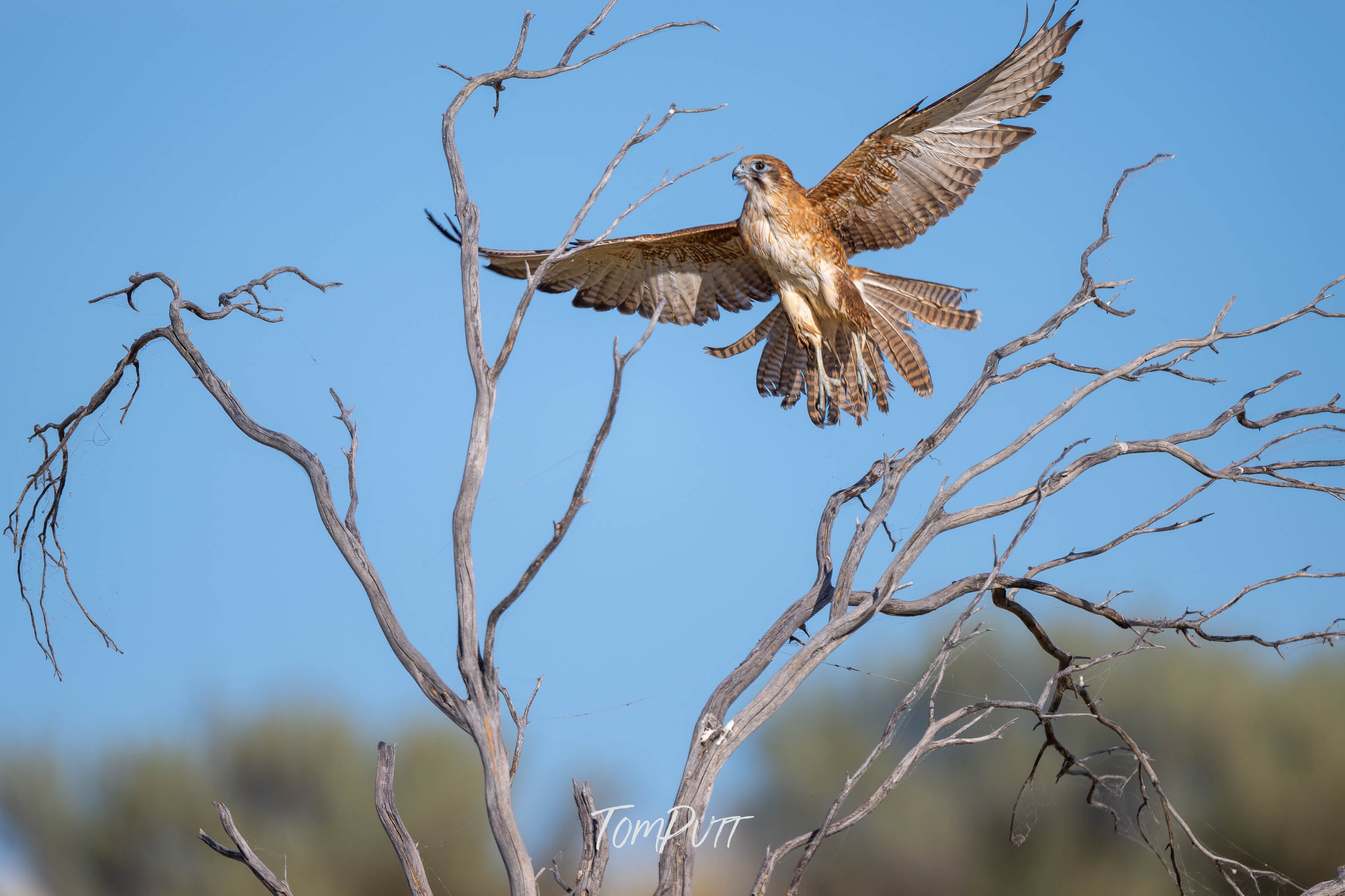 Landing Now. Brown Falcon