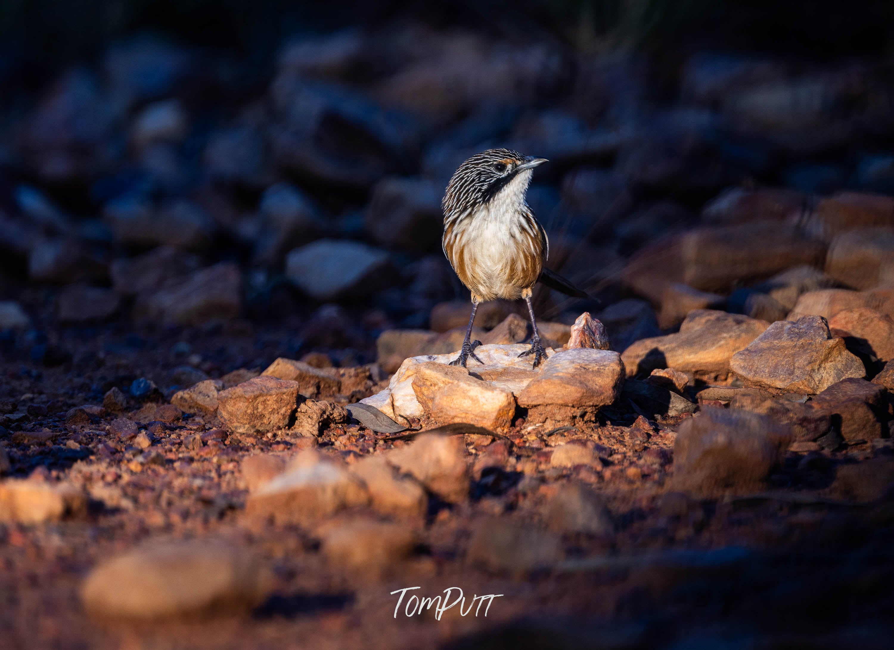 In the Light, Carpentarian Grasswren