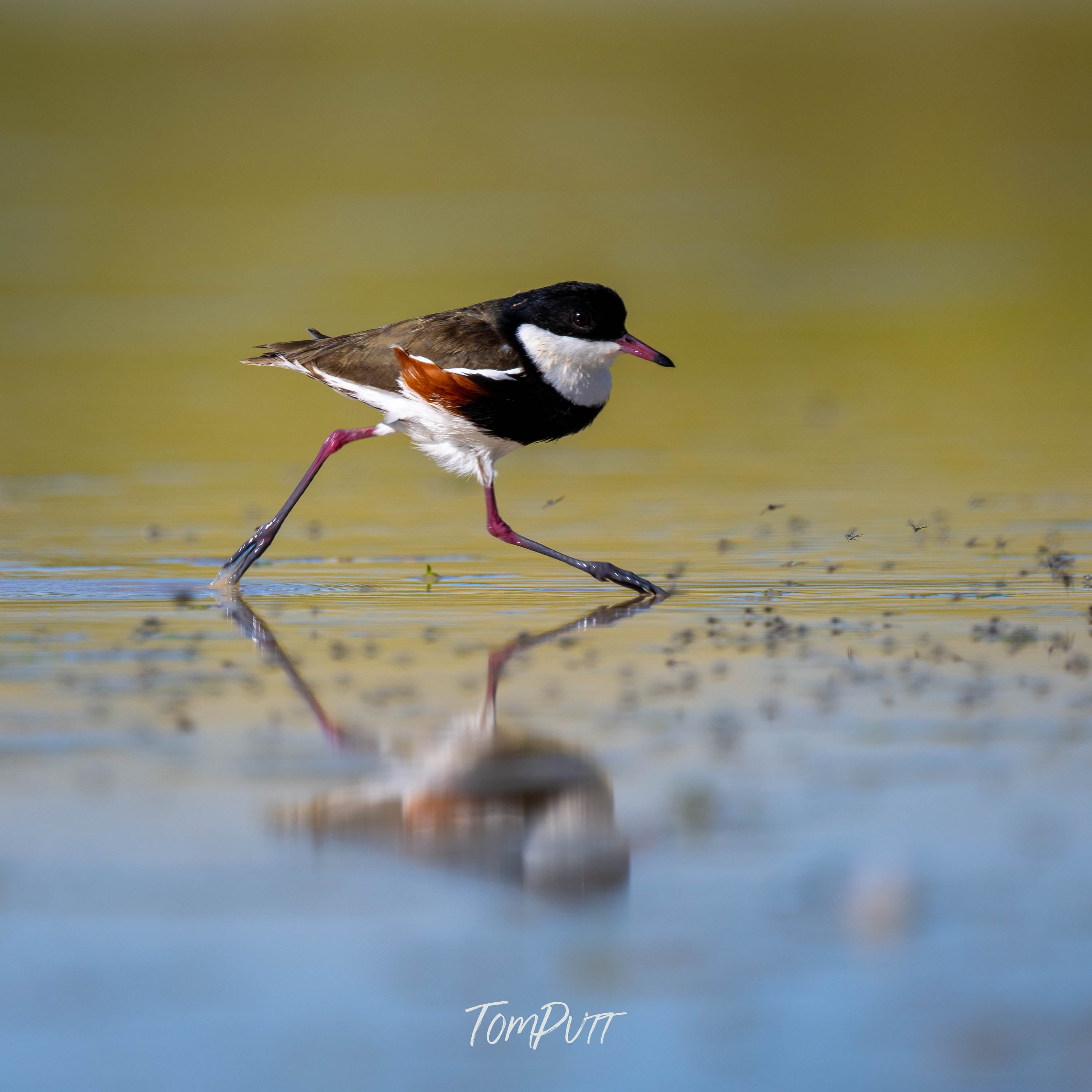 Striding. Red-Kneed Dotterel