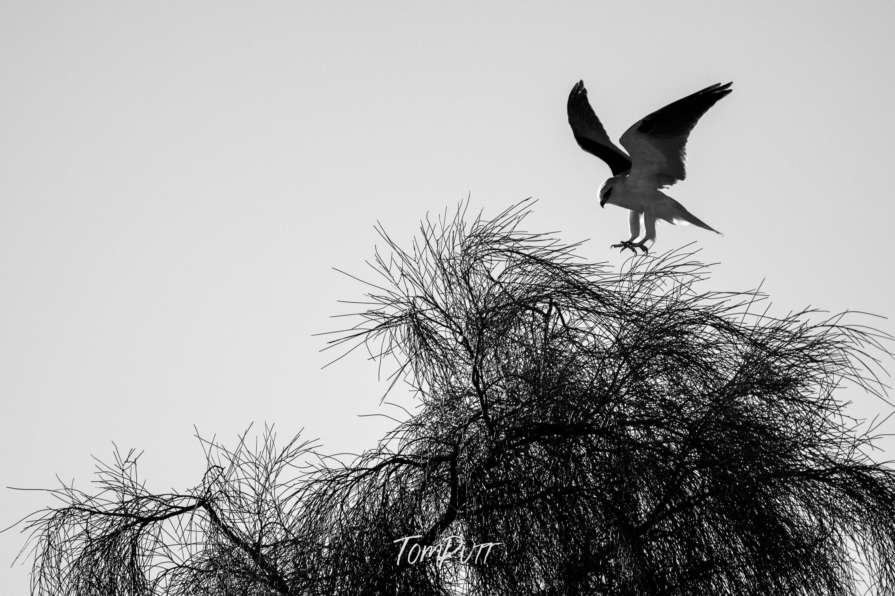 Gentle Landing. Black-Shouldered Kite