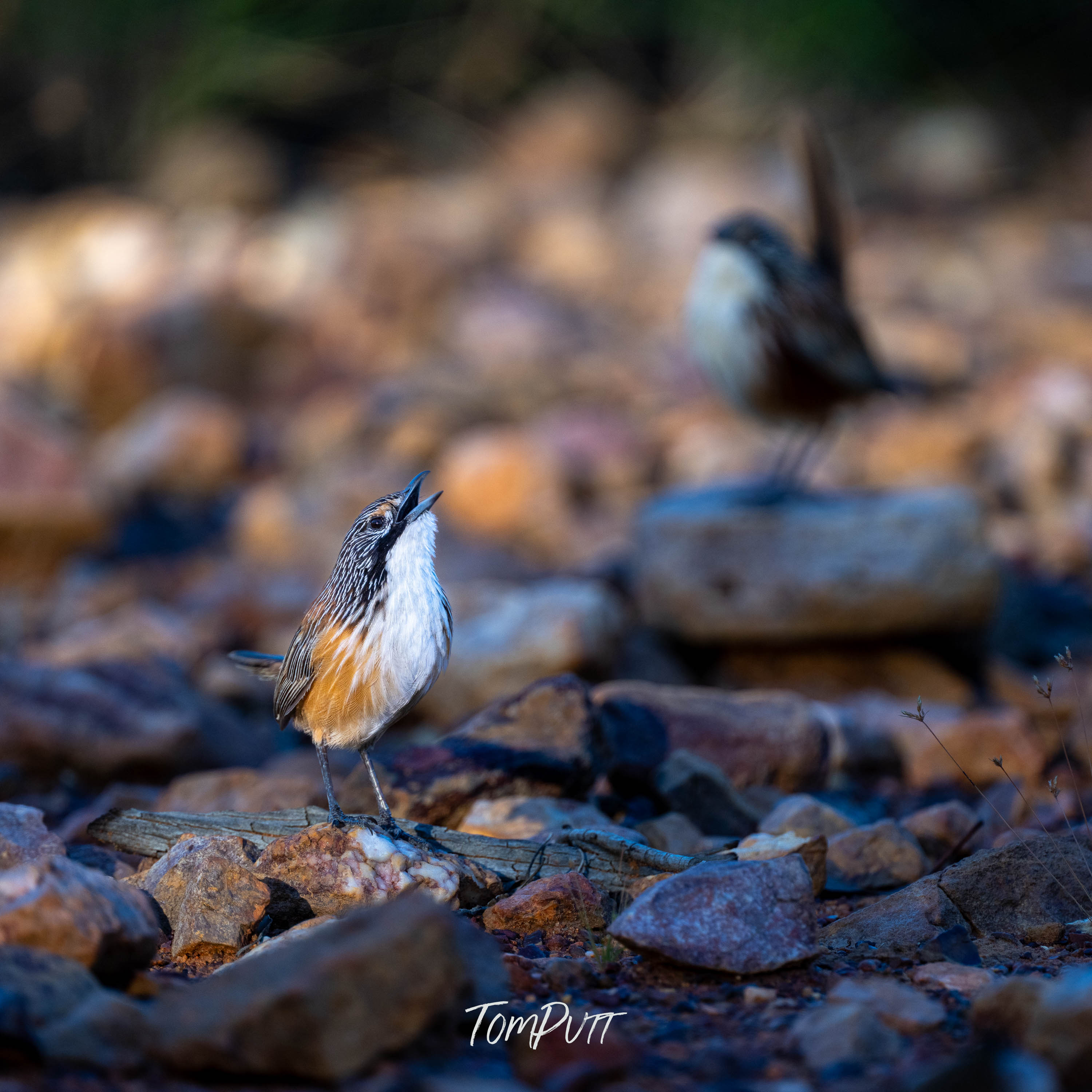 Carpentarian Grasswren in Song