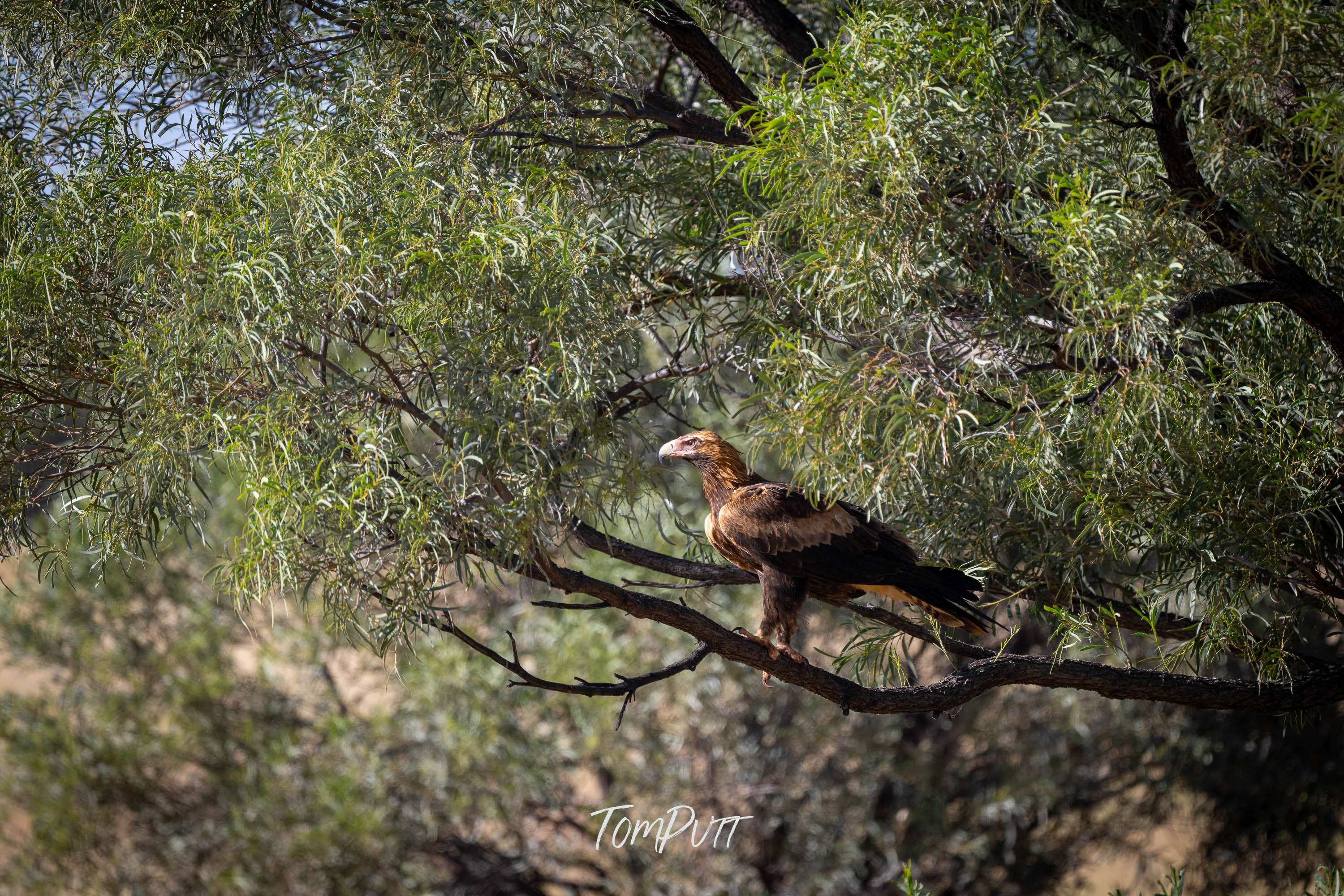 Waiting. Wedge-Tailed Eagle