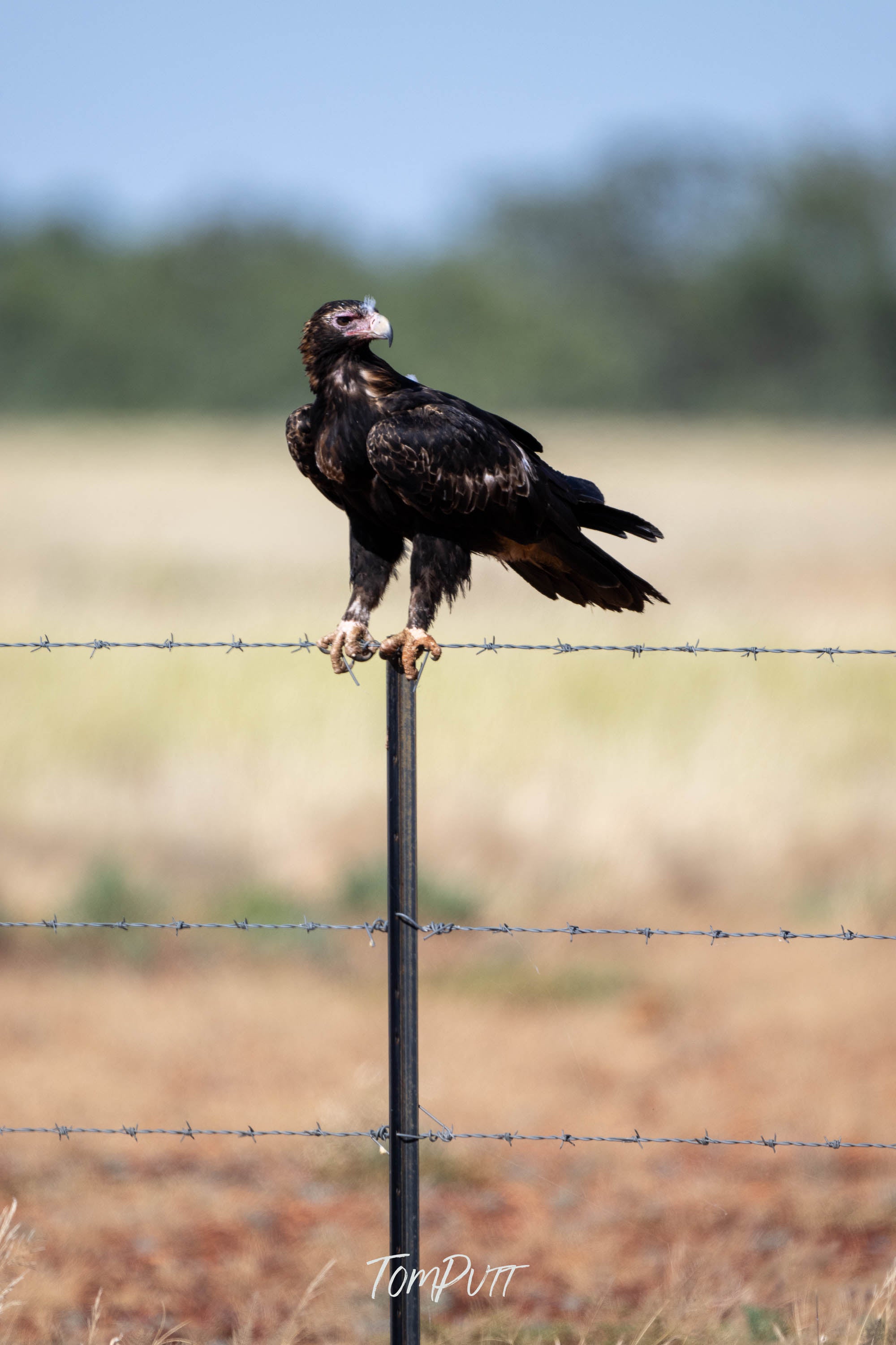 Perched. Wedge-Tailed Eagle