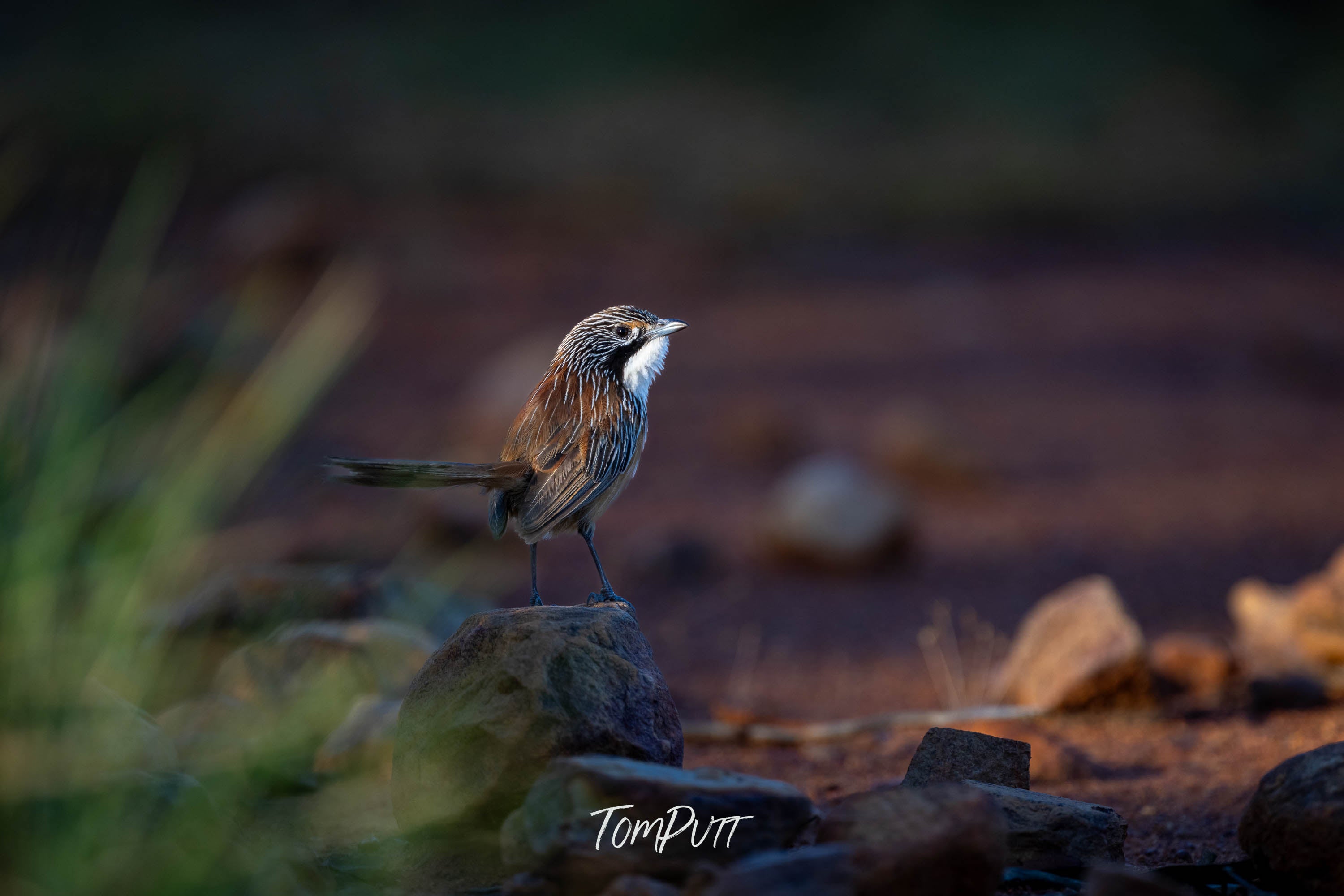Keeping Watch. Carpentarian Grasswren