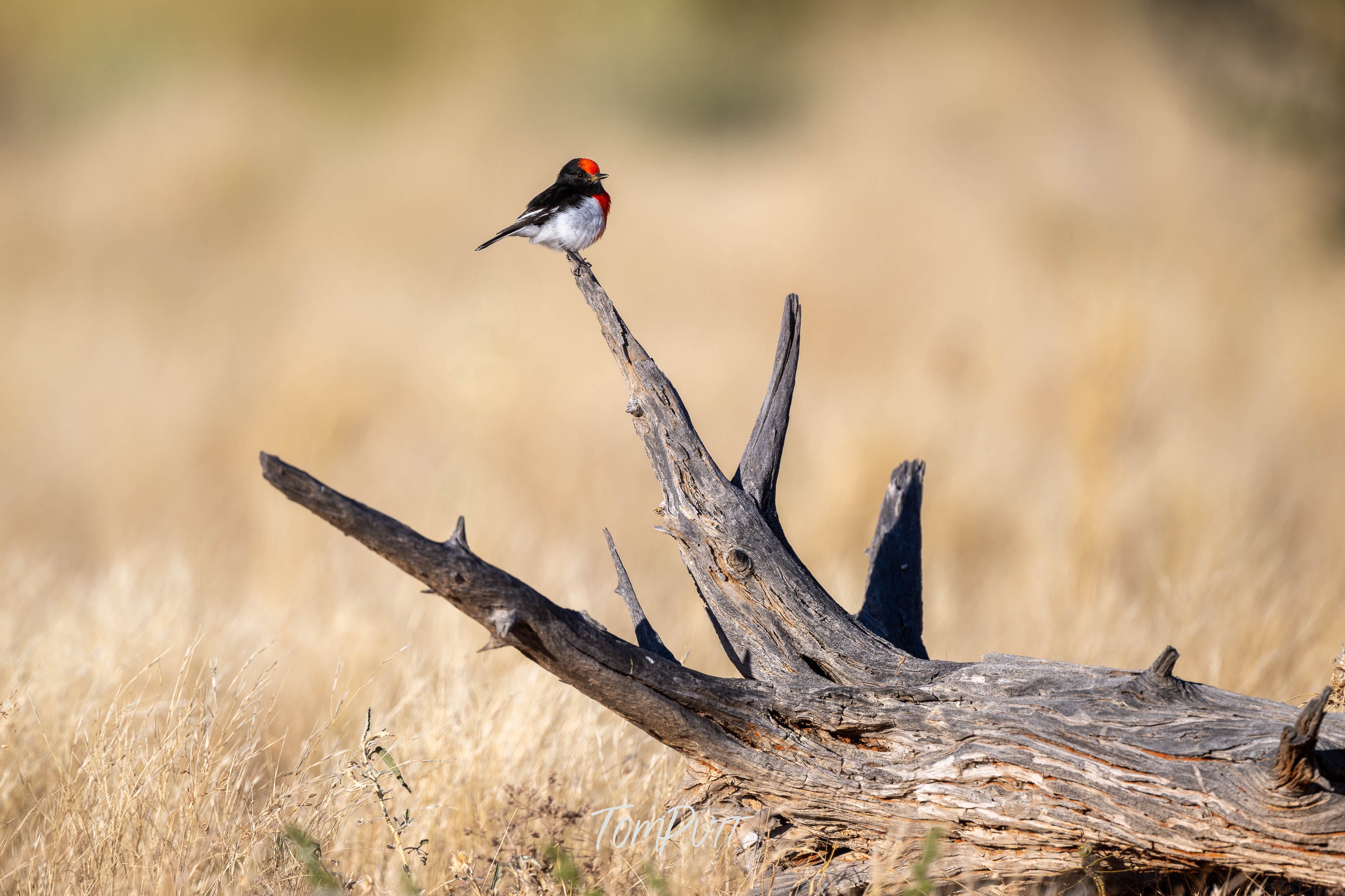 Precision Landing. Red-Capped Robin