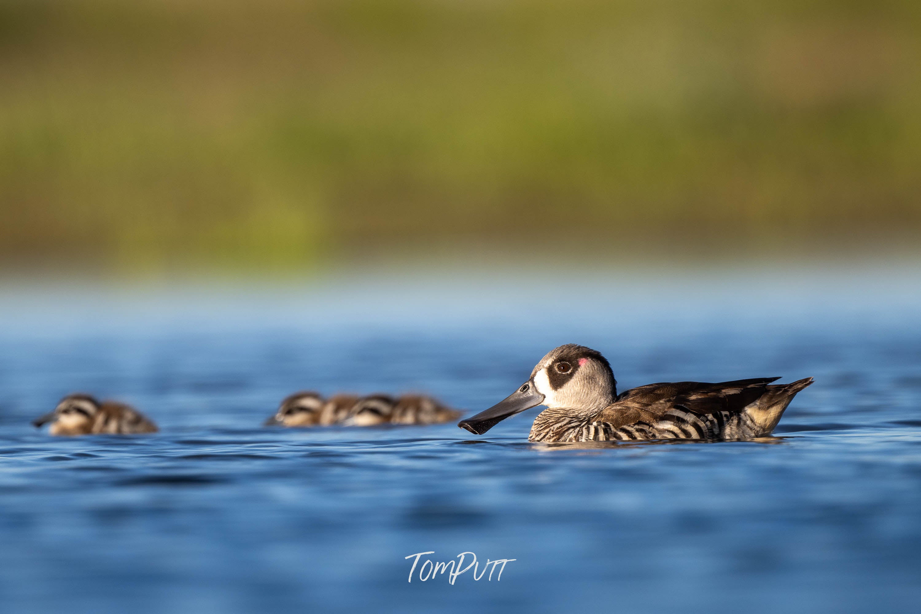 Watching the Kids. Pink-Eared Duck