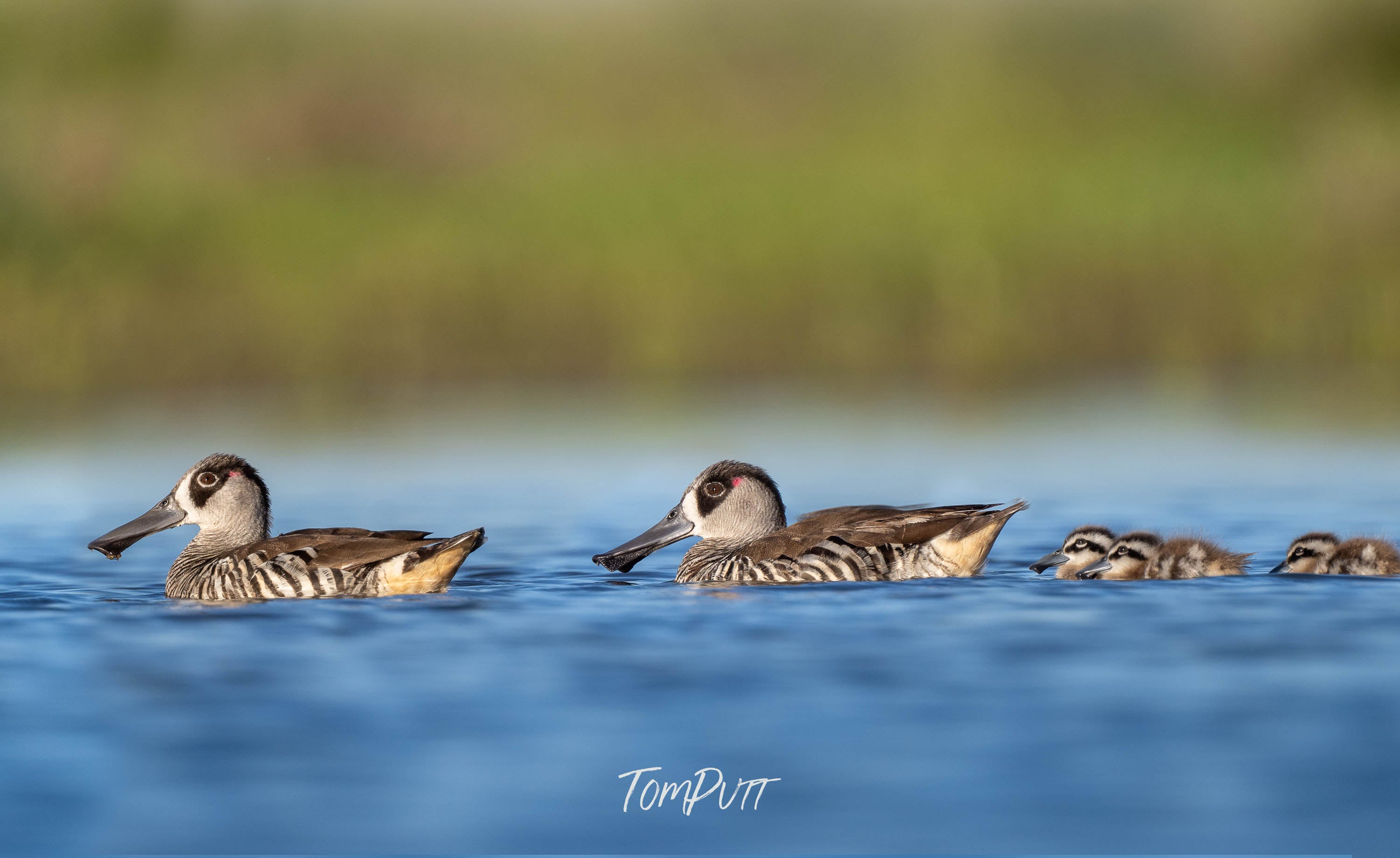 Family Outing. Pink-Eared Duck
