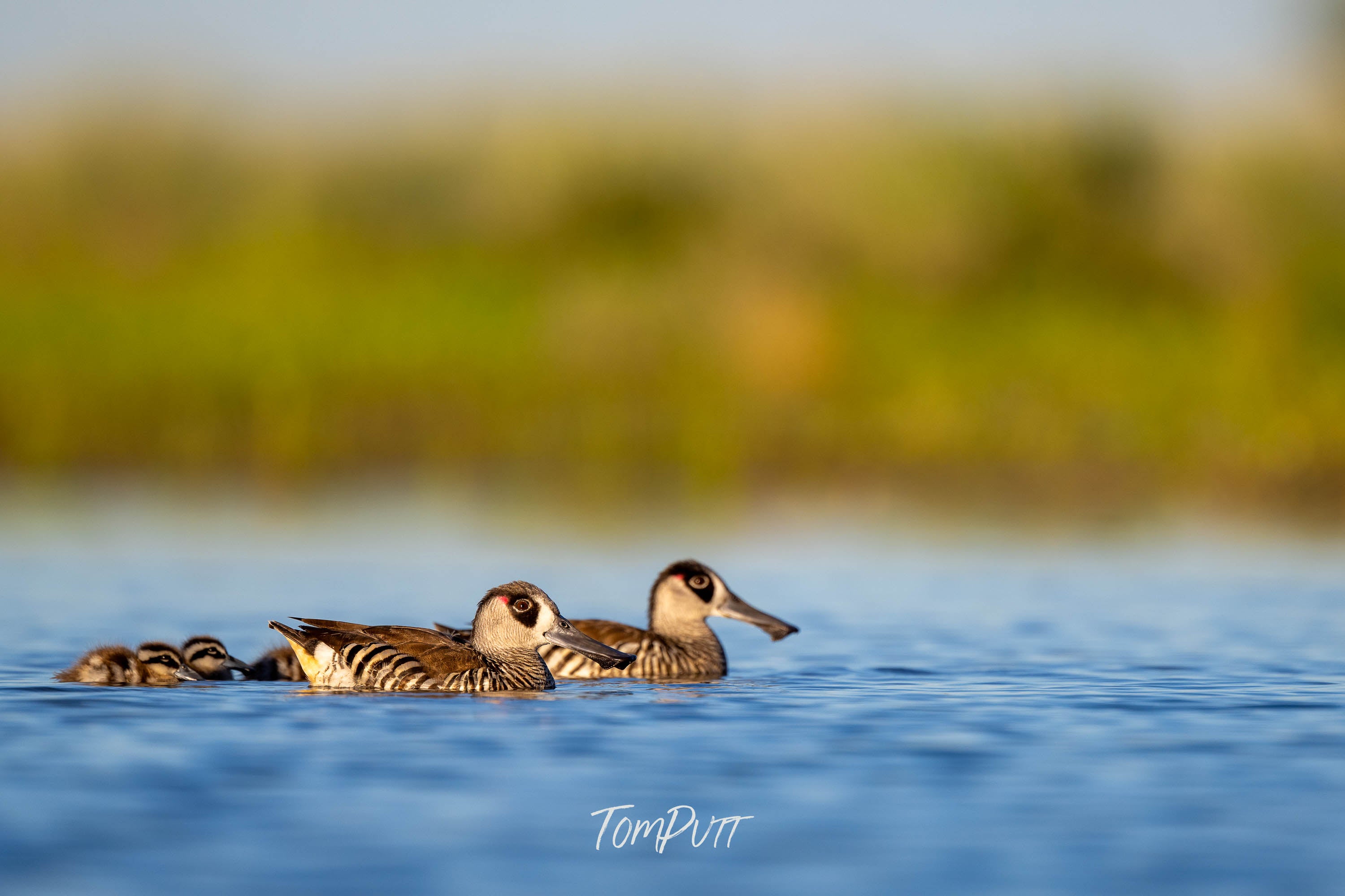 Morning Glide. Pink-Eared Duck