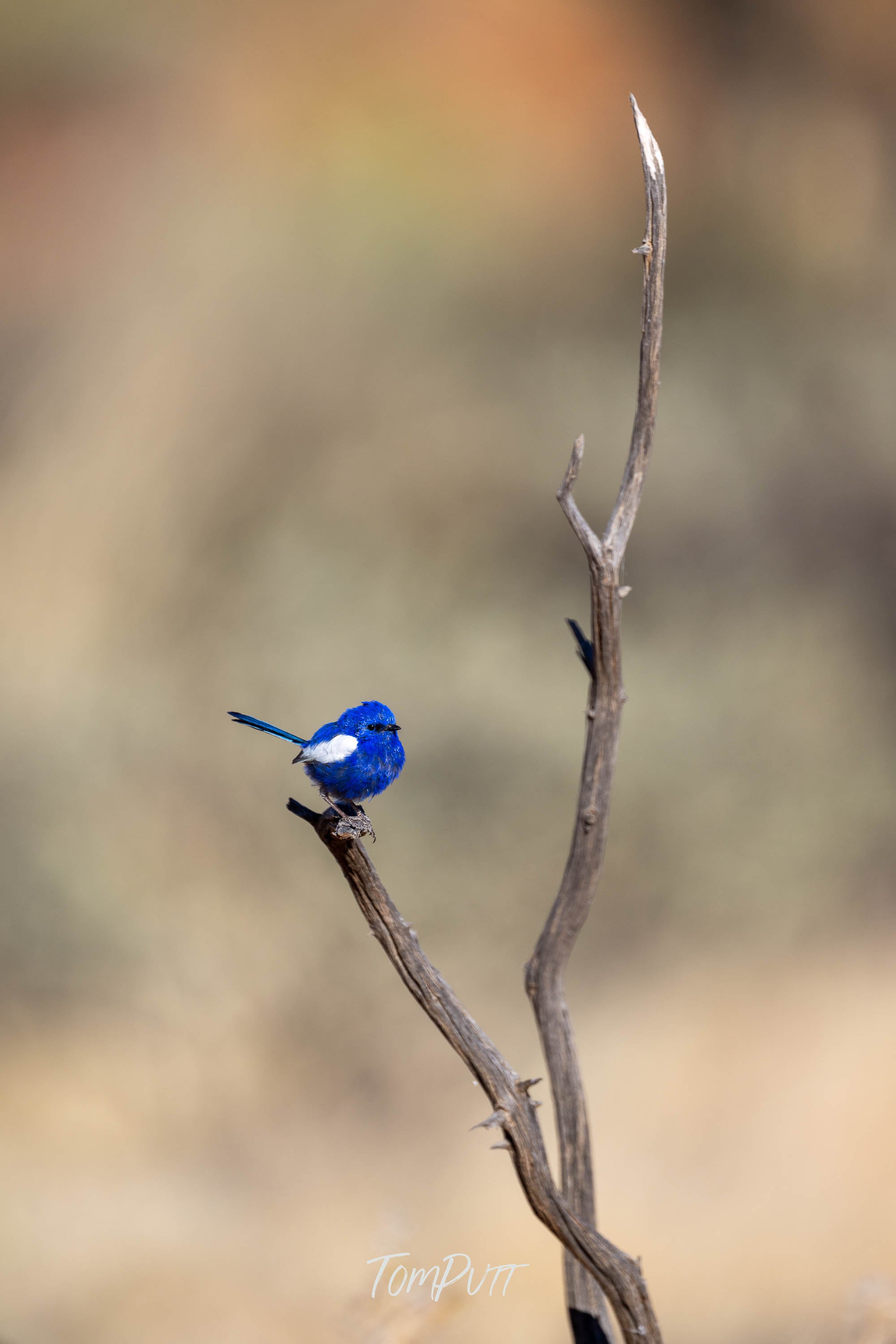 Still Moment. White-Winged Fairy Wren