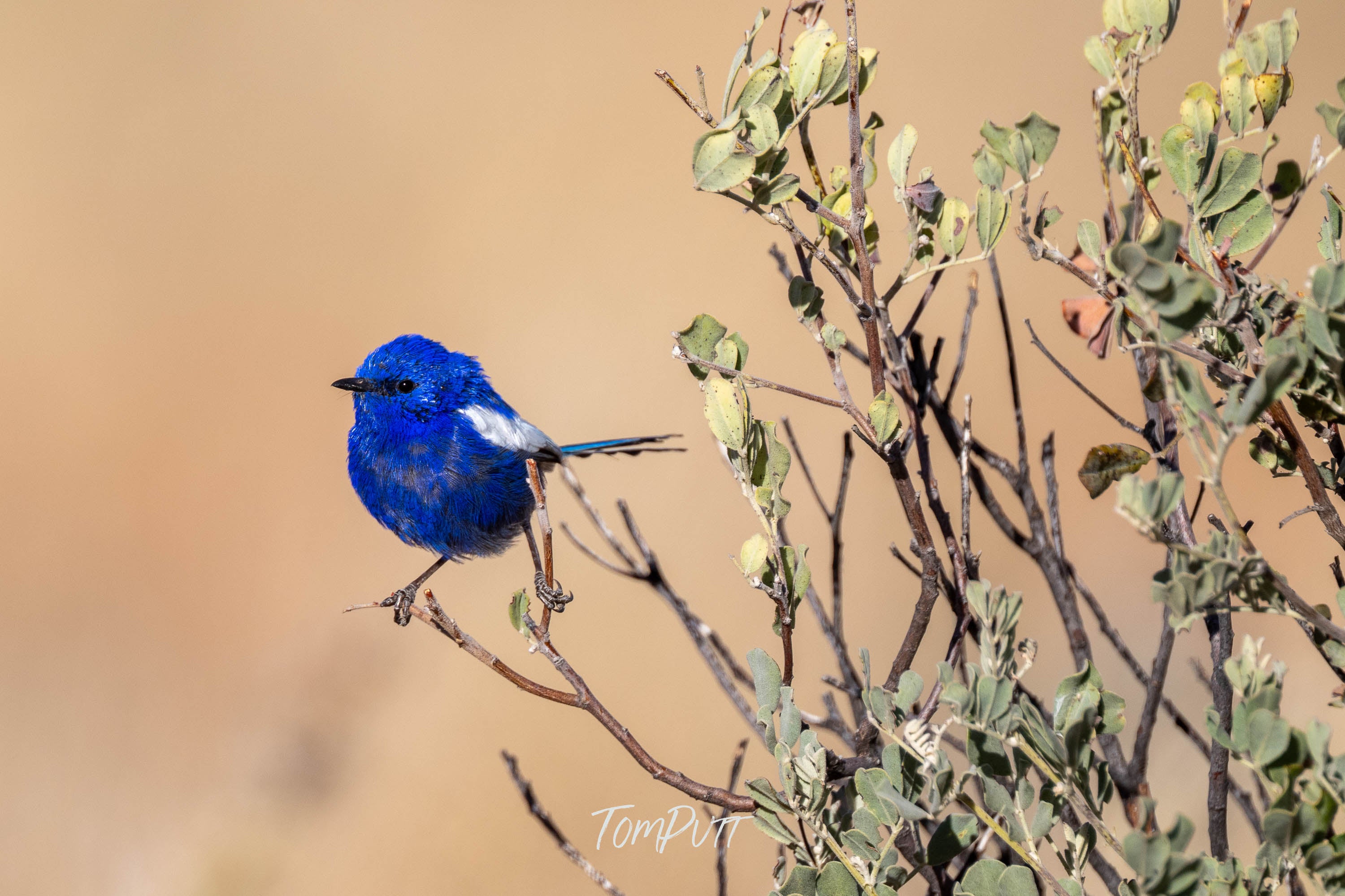 Holding On. White-Winged Fairy Wren