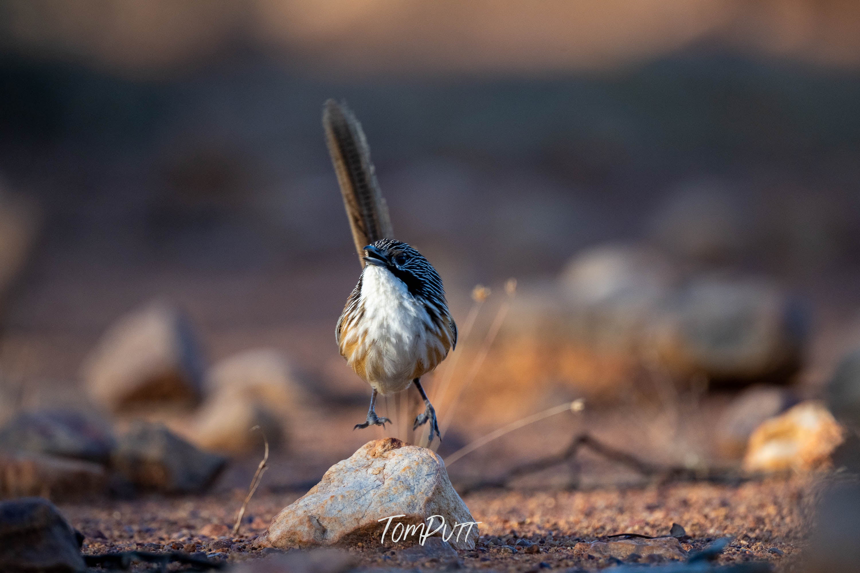 Now Departing. Carpentarian Grasswren