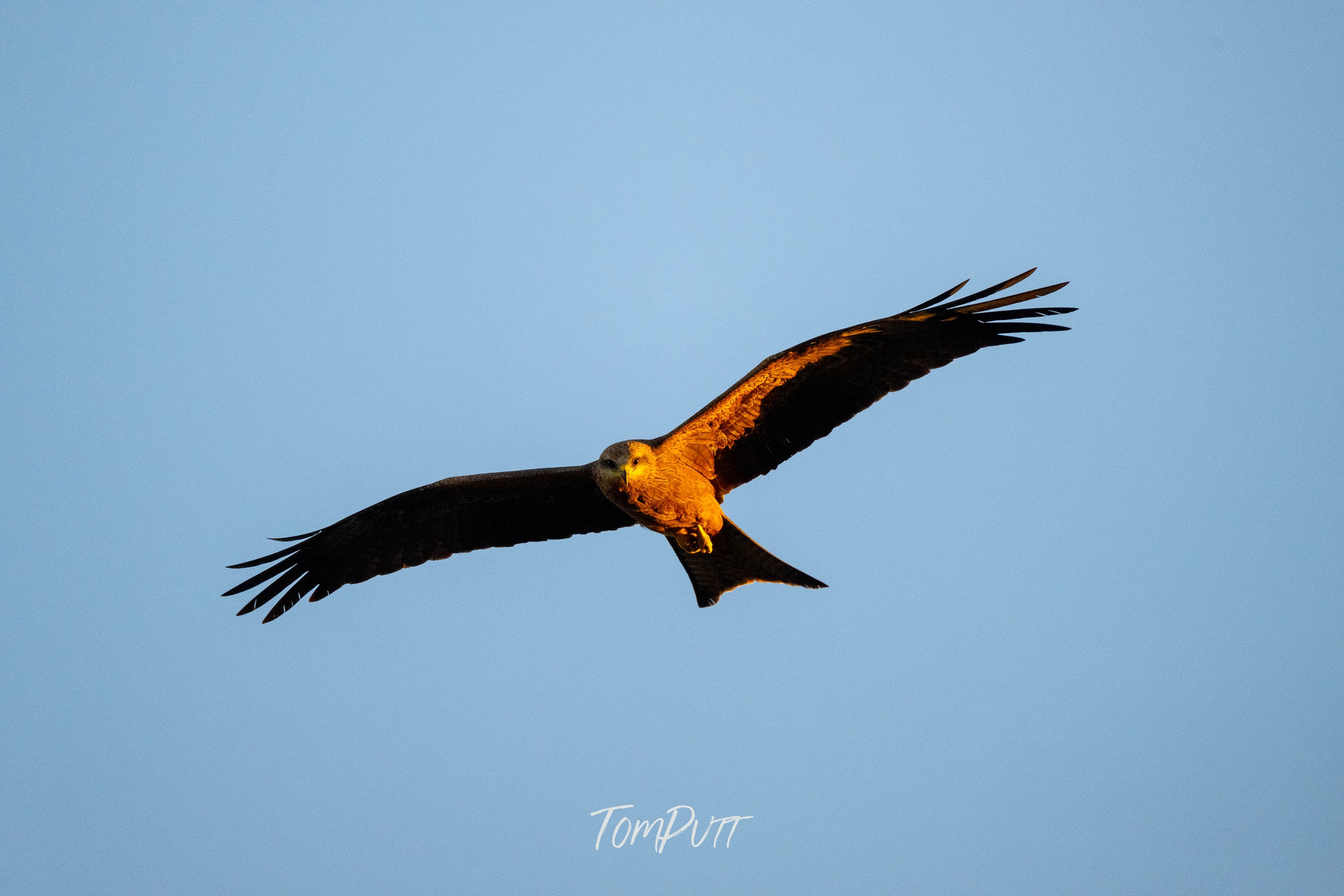 In the Gaze of the Black Kite