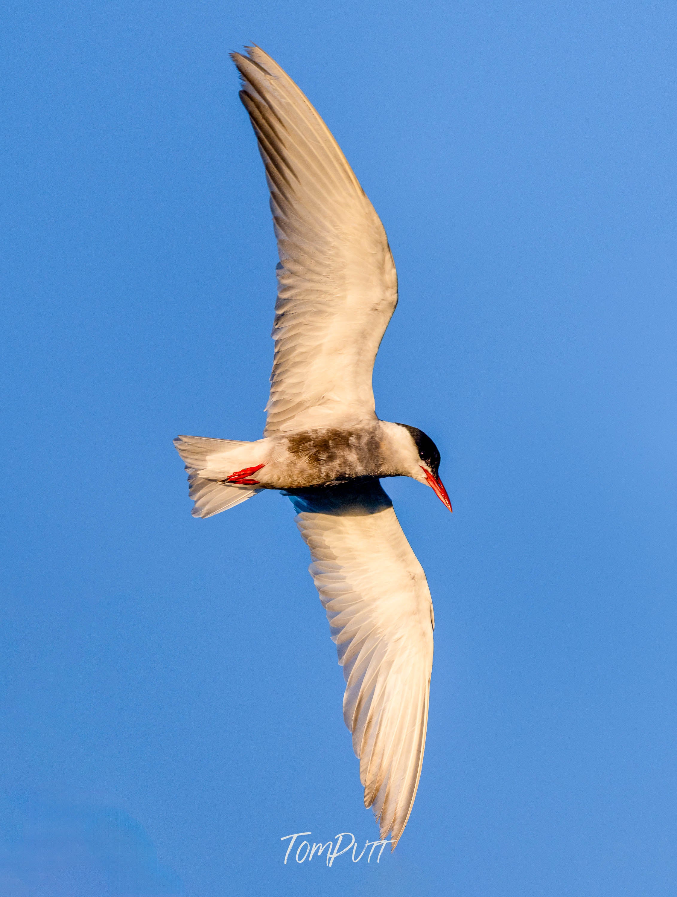 Against the Blue. Whiskered Tern