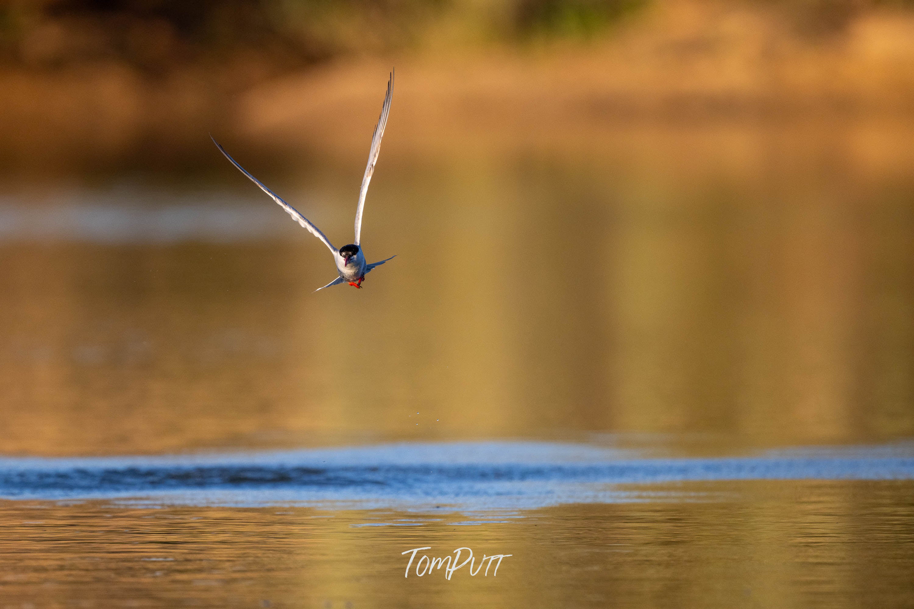 Flying By. Whiskered Tern