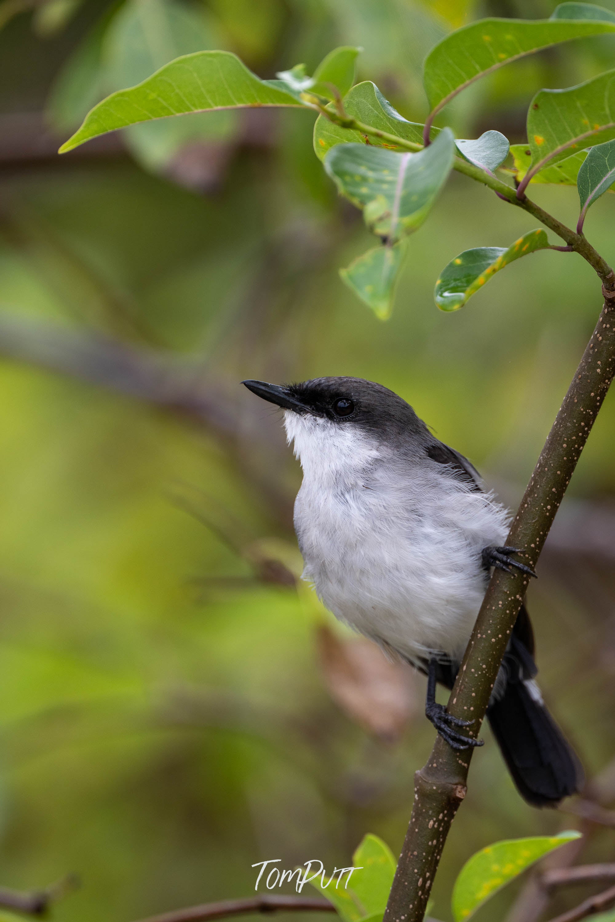 Lookout. Mangrove Robin