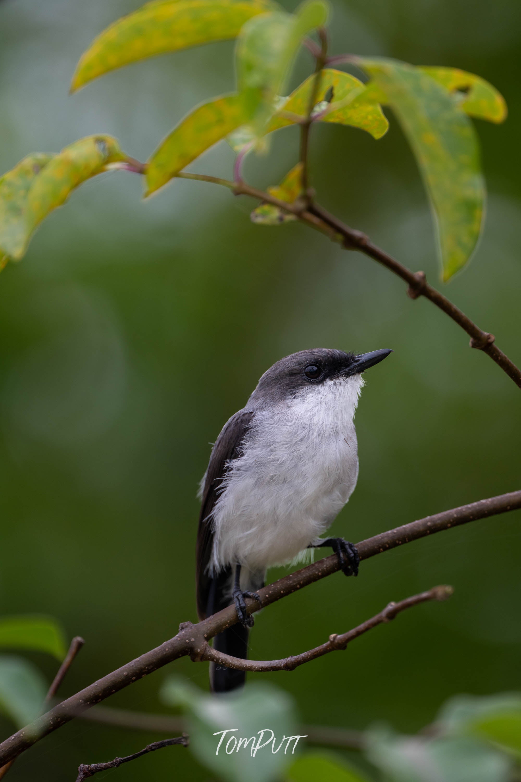 Mangrove Robin at Rest