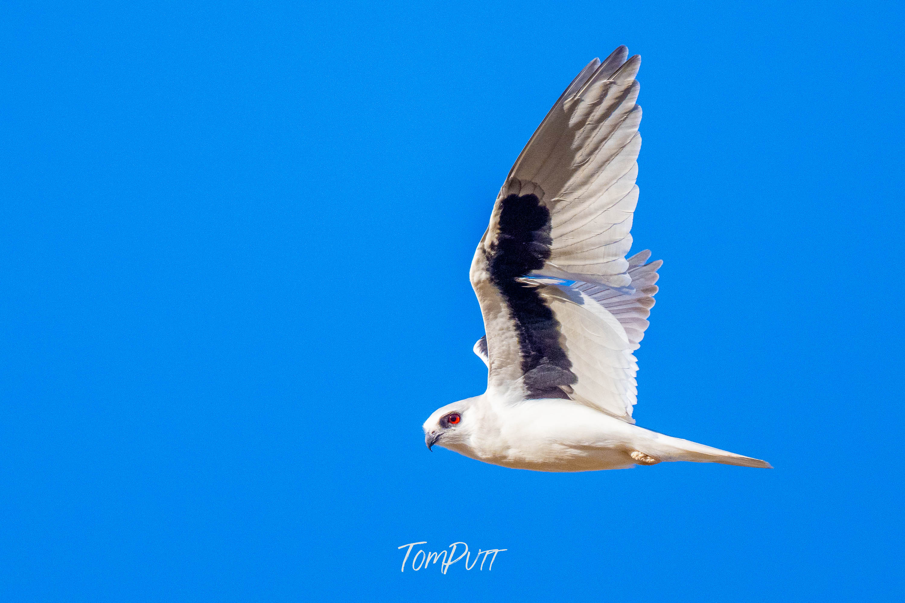 Side-Eye. Letter-Winged Kite
