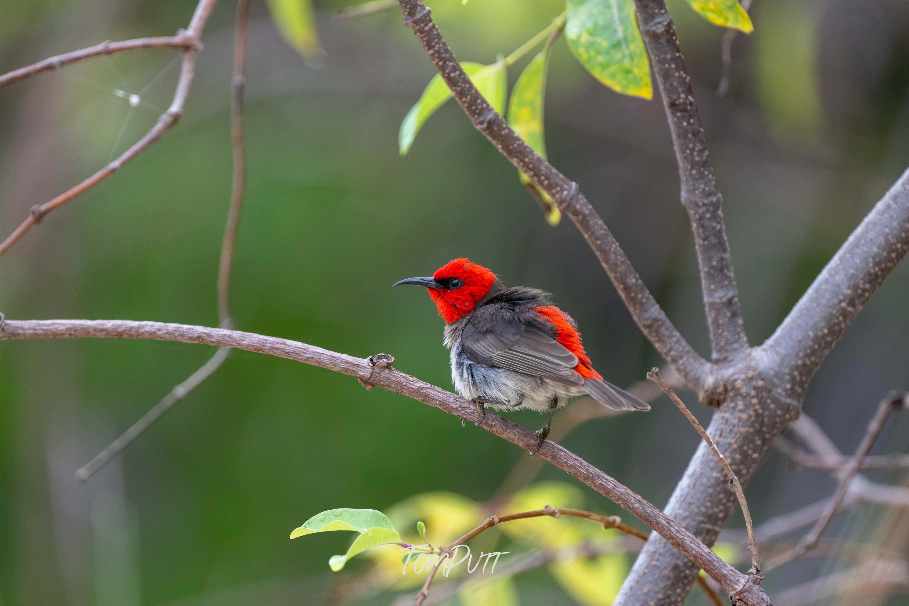 Windblown. Red-Headed Honeyeater